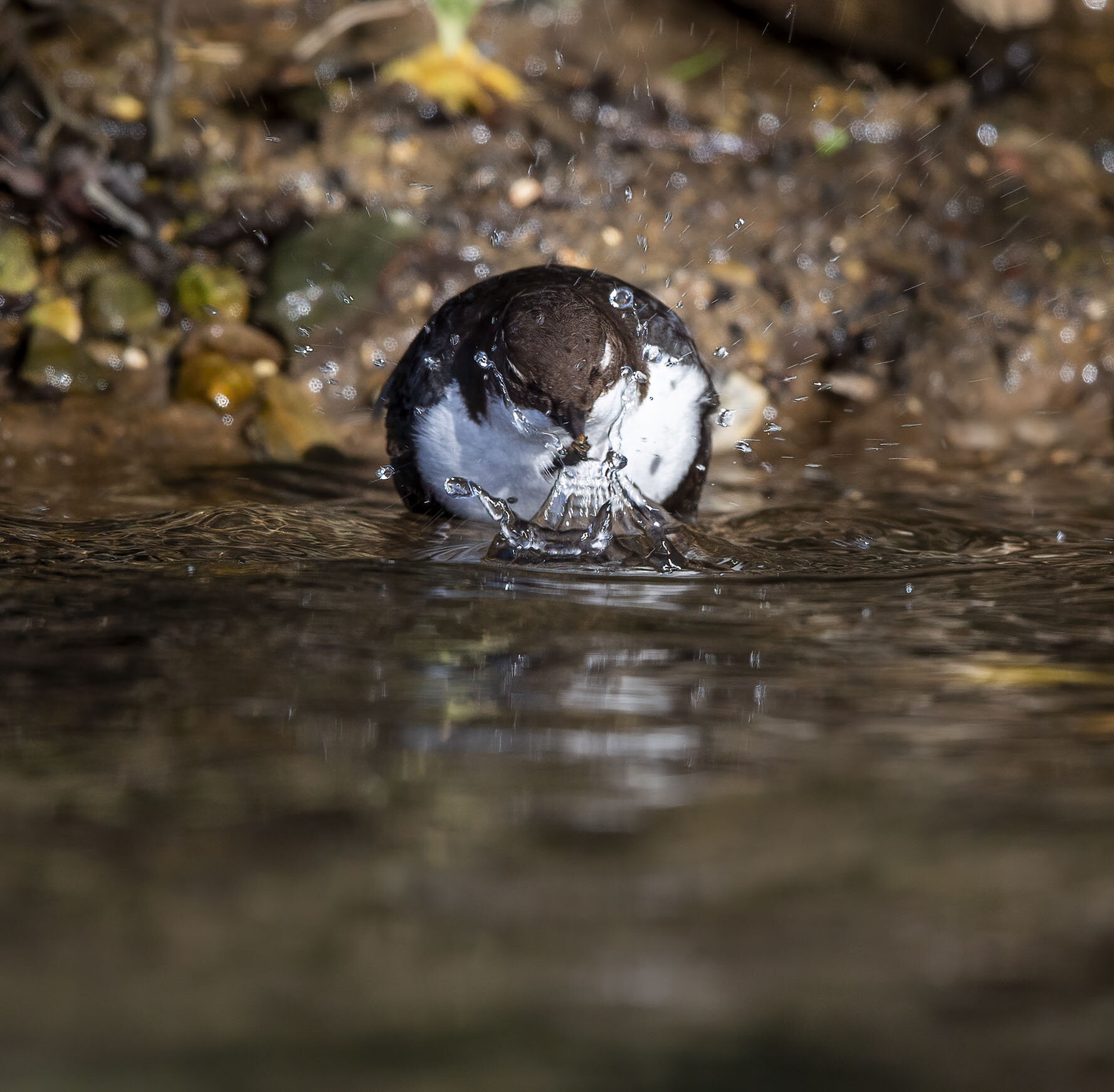 Black-bellied Dipper, Haugham, E Yorks February 2015