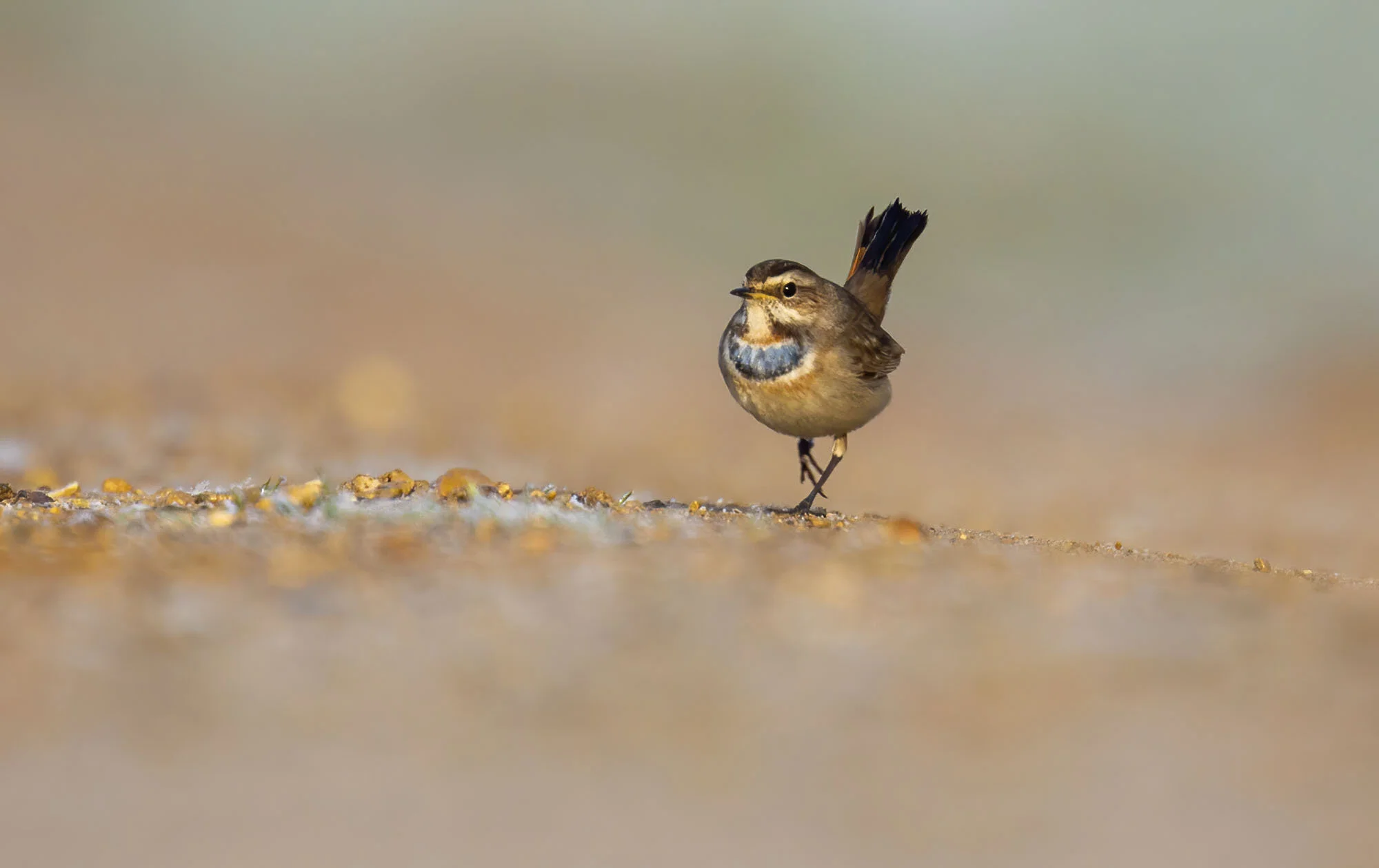 Bluethroat, Willow Tree Fen, Lincs February 2017