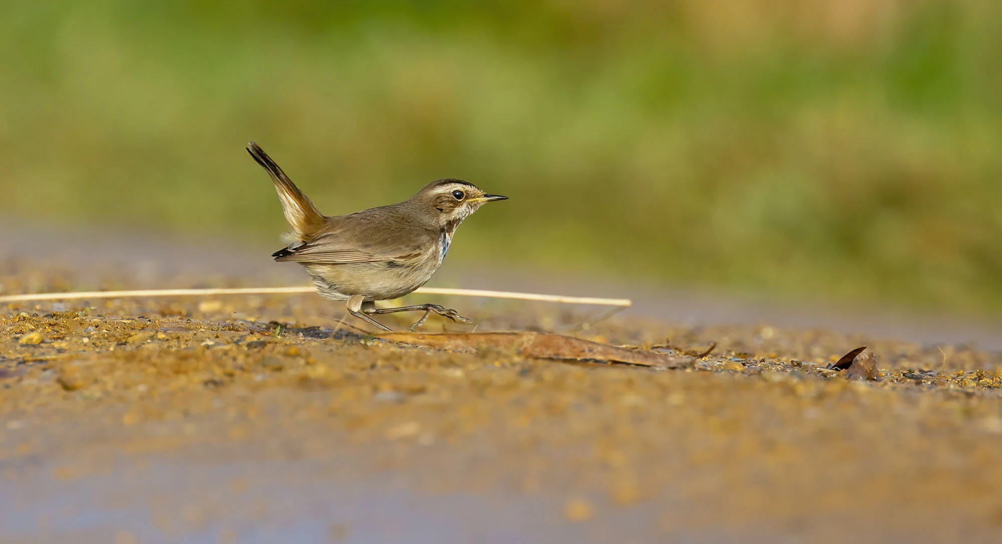 Bluethroat, Willow Tree Fen, Lincs February 2017