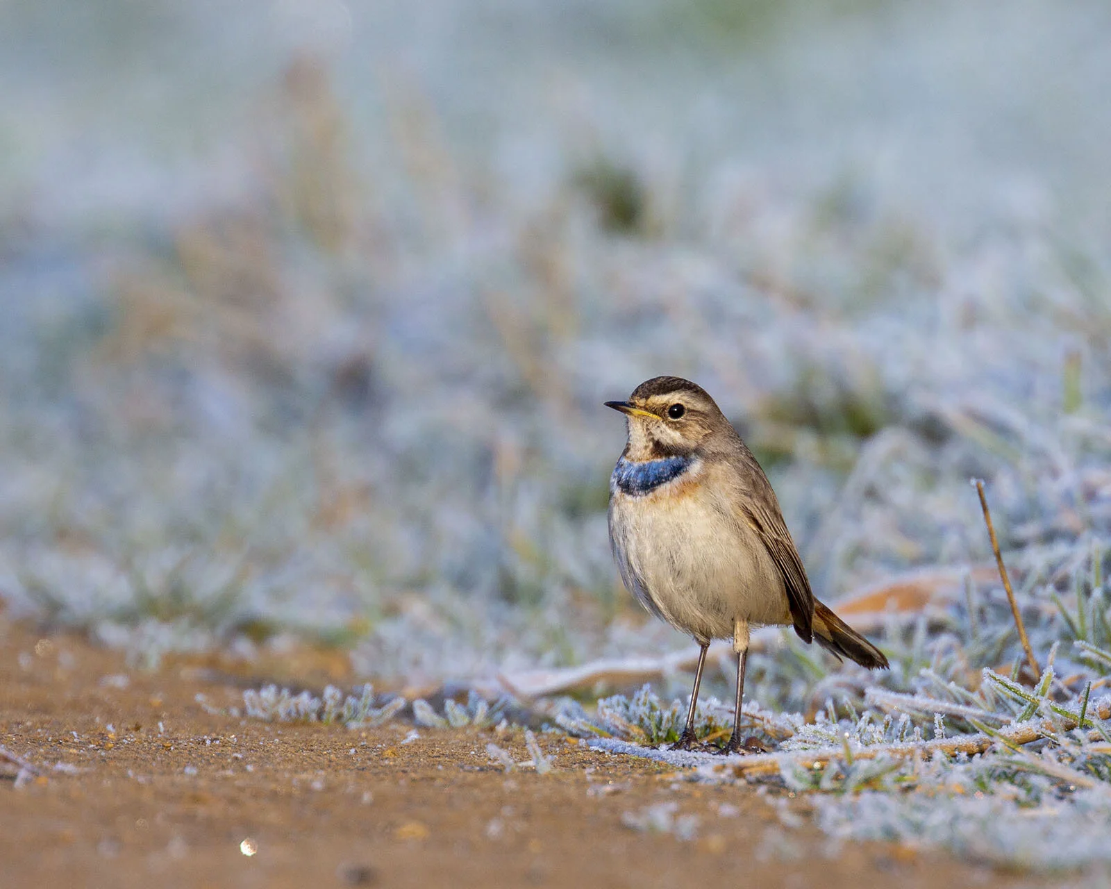 Bluethroat, Willow Tree Fen, Lincs February 2017