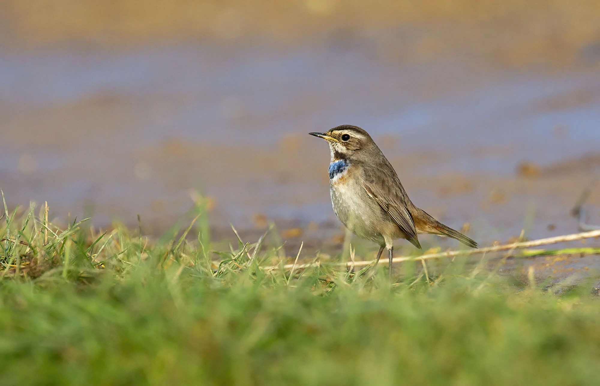 Bluethroat, Willow Tree Fen, Lincs February 2017