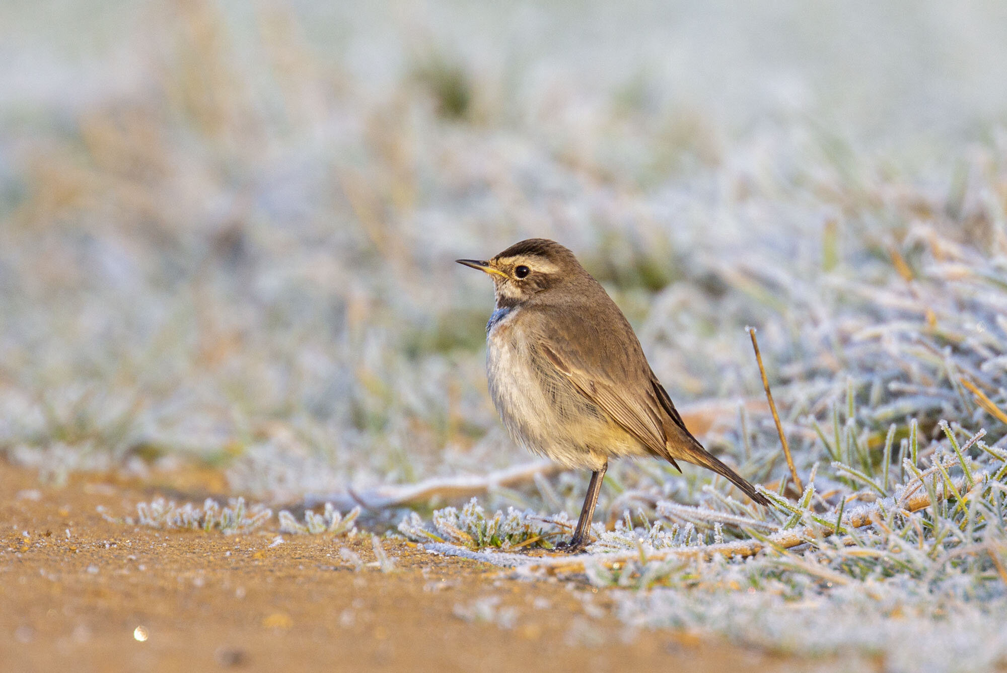 Bluethroat, Willow Tree Fen, Lincs February 2017