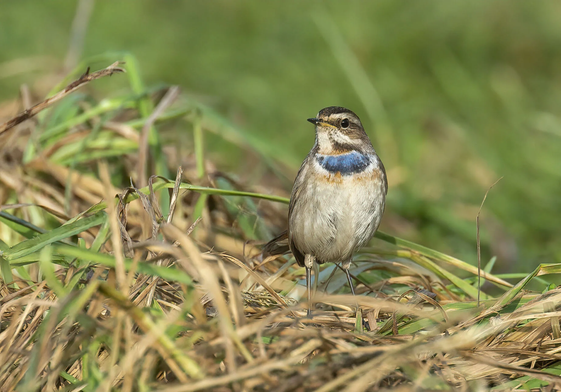 Bluethroat, Willow Tree Fen, Lincs February 2017