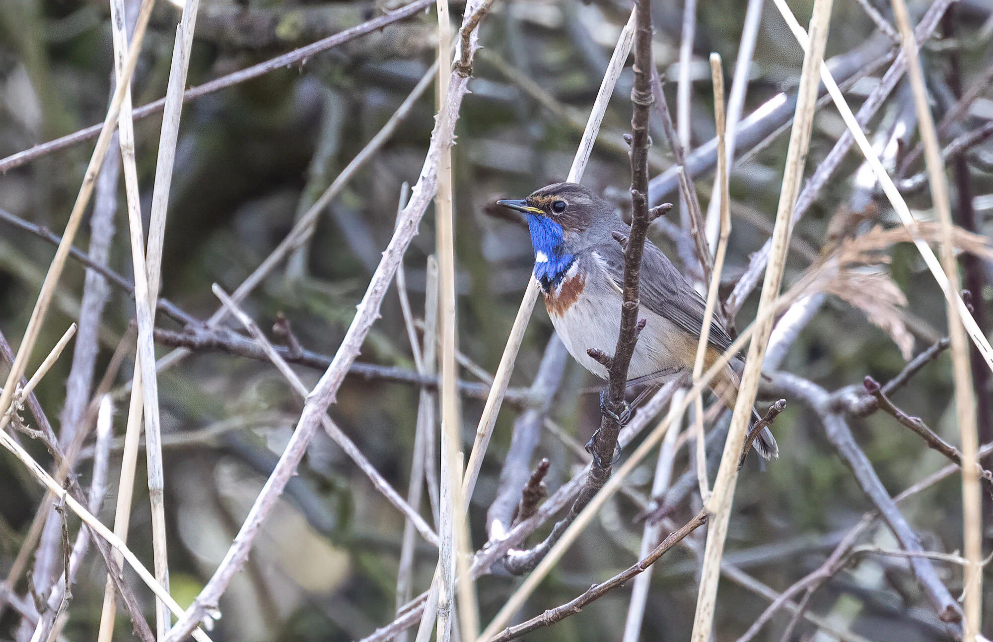 White-spotted Bluethroat, East Halton Pit, April 2018