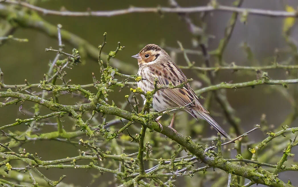 Little Bunting, Lea, Lincs March 2014
