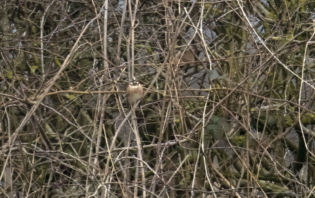 Pine Bunting, York, March 2017