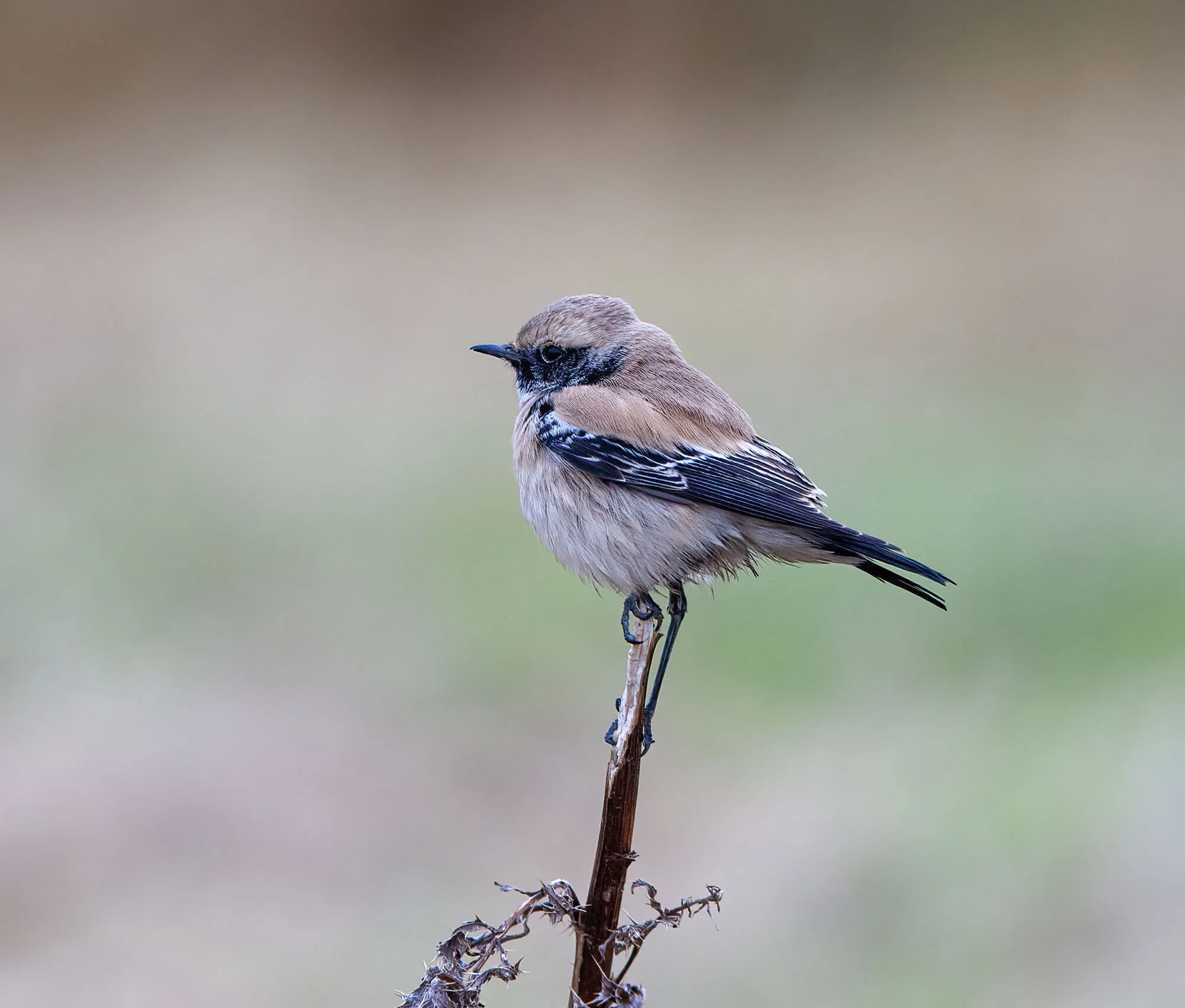 Desert Wheatear, Buniston, N Yorks, December 2007