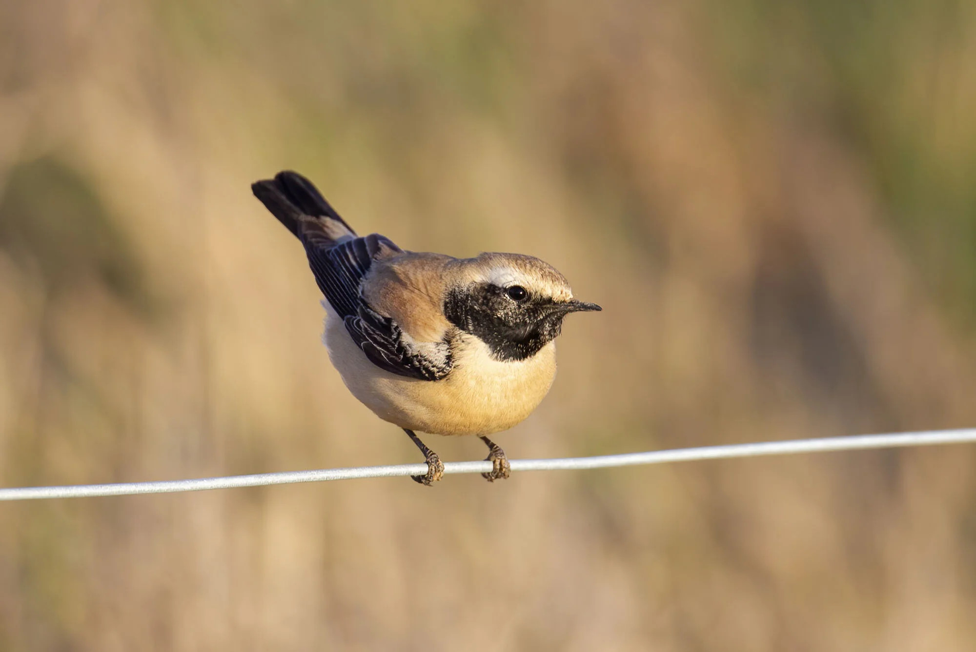 Desert Wheatear, Bempton, January 2012