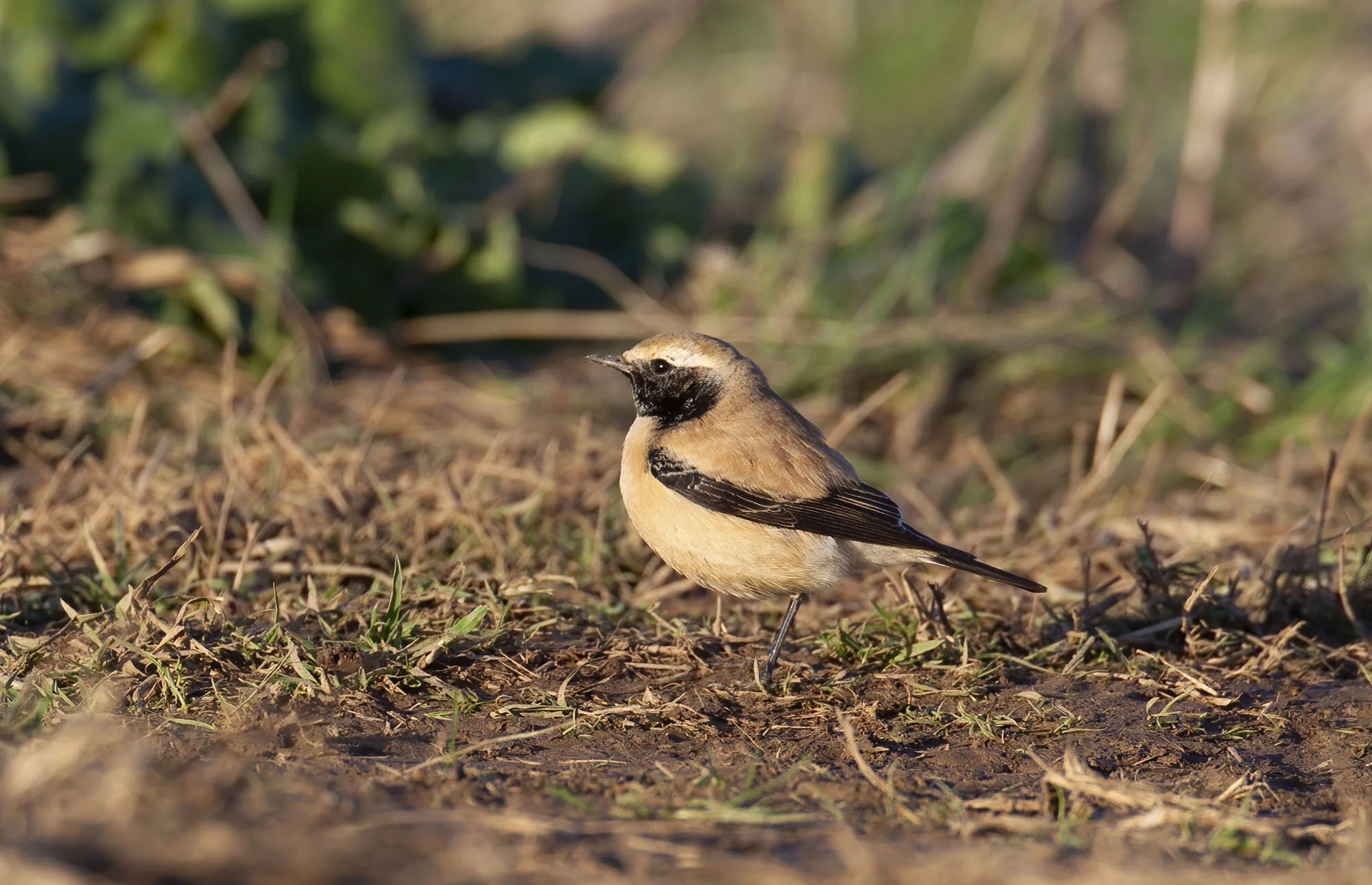 Desert Wheatear, Bempton, January 2012