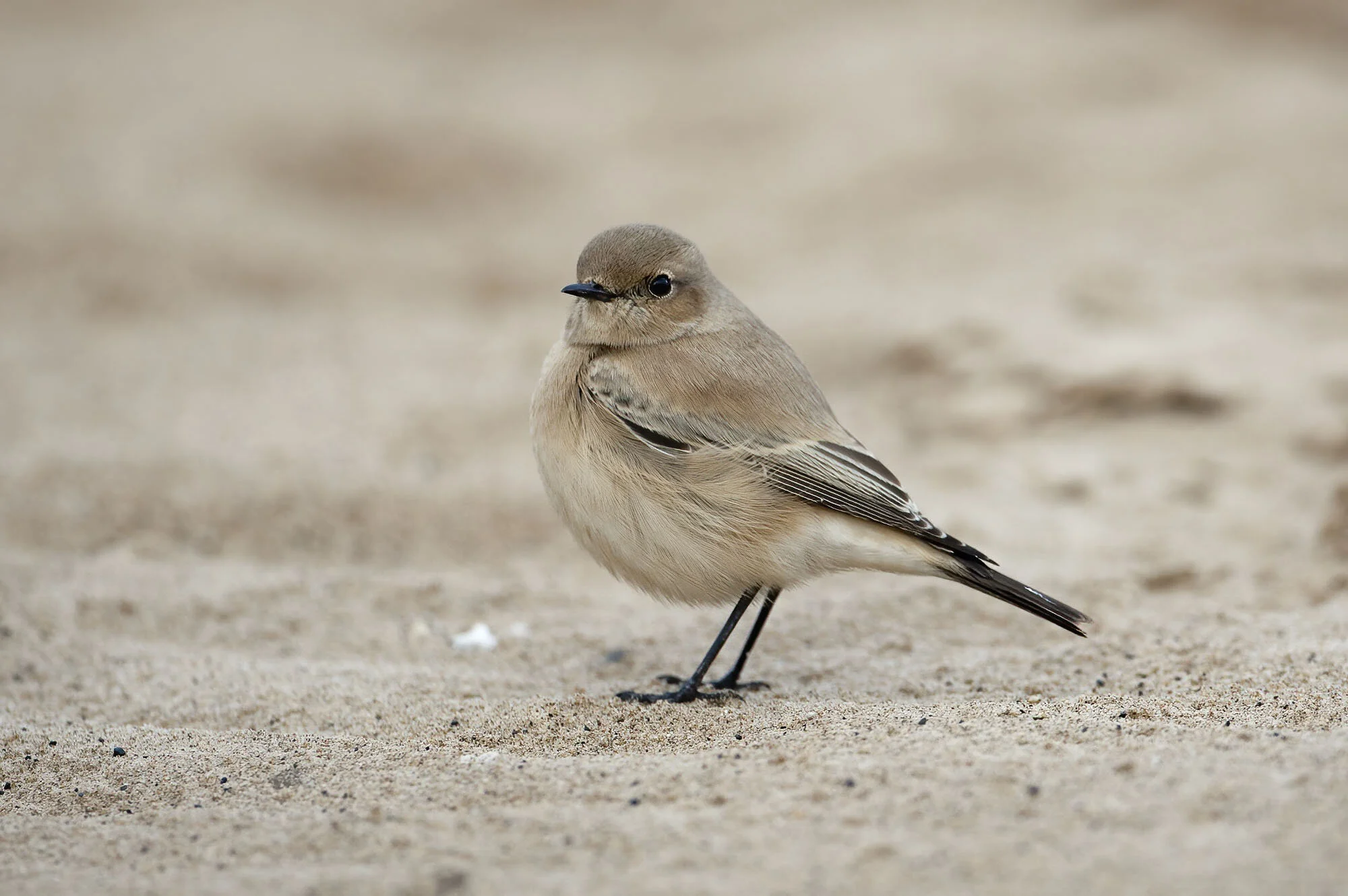 Desert Wheatear, Saltfleet, Lincs, November 2008