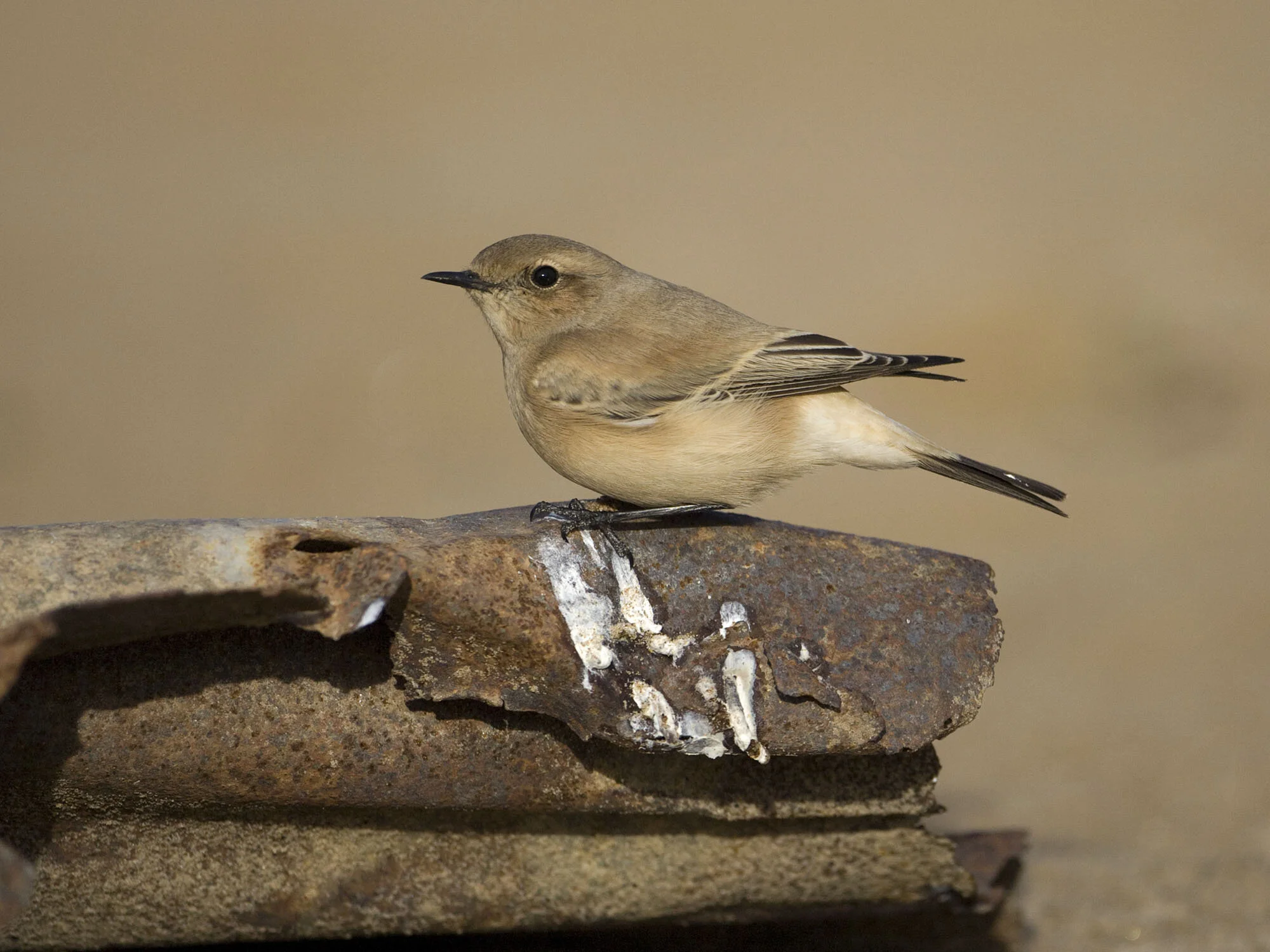 Desert Wheatear, Saltfleet, Lincs, November 2008