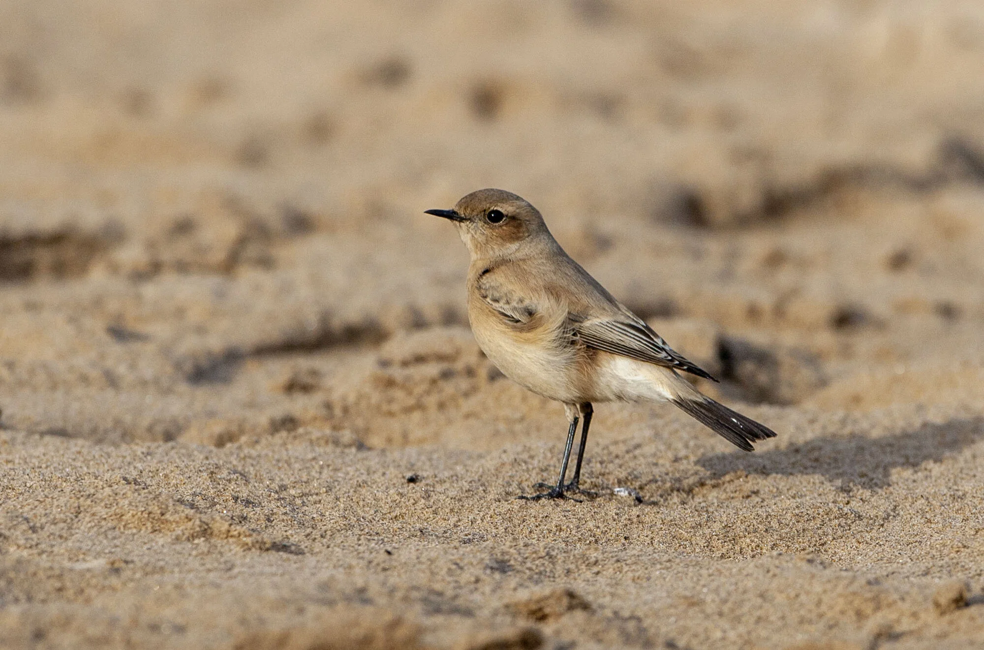 Desert Wheatear, Saltfleet, Lincs, November 2008