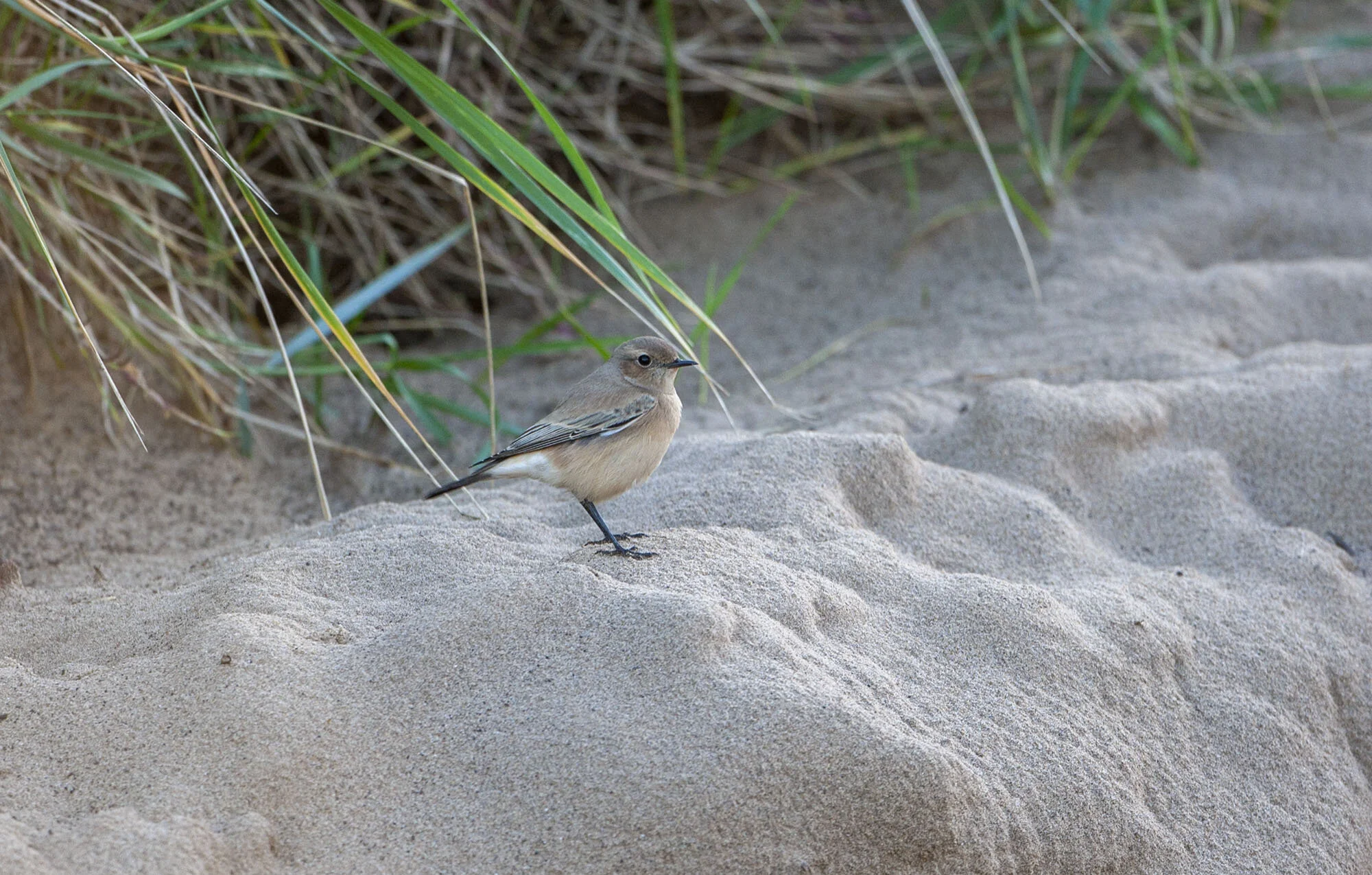 Desert Wheatear, Saltfleet, Lincs, November 2008