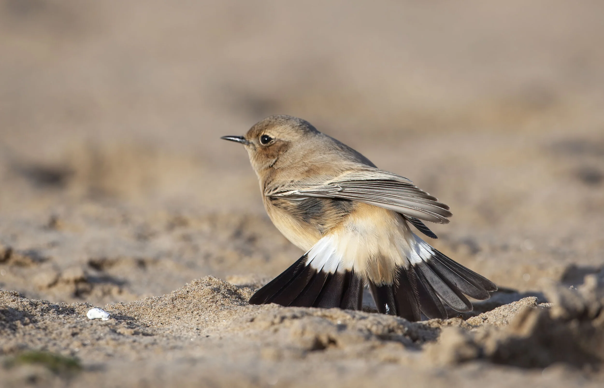 Desert Wheatear, Saltfleet, Lincs, November 2008