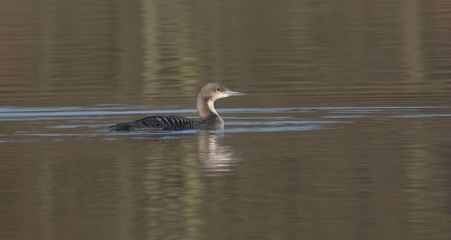 Pacific Diver, Farnham, N Yorkshire, February 2007