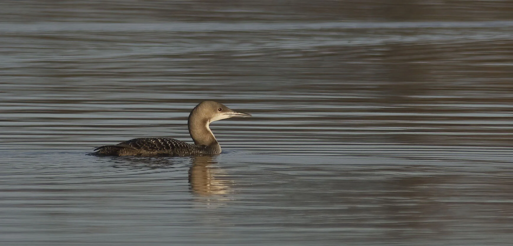 Pacific Diver, Farnham, N Yorkshire, February 2007