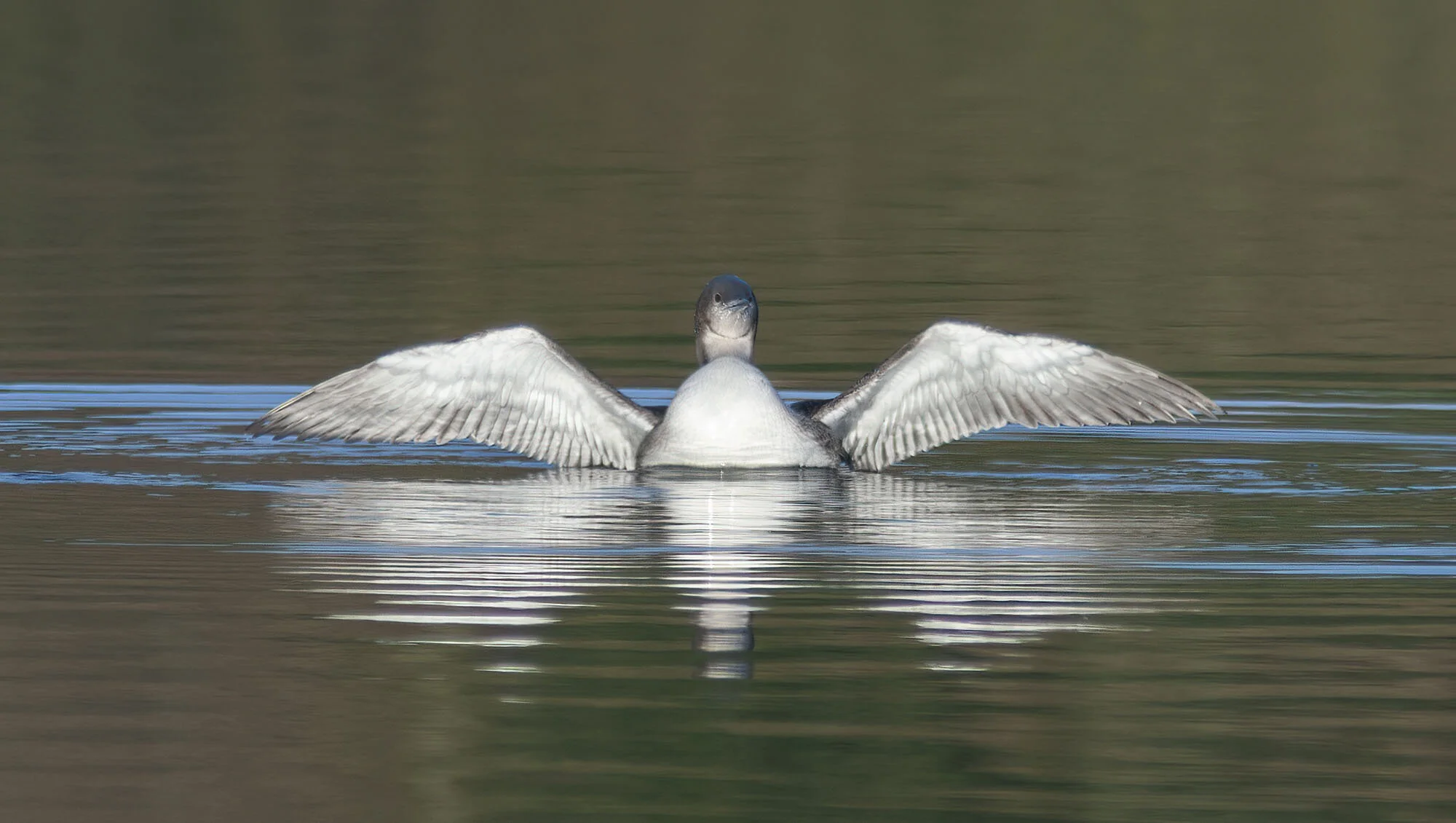 Pacific Diver, Farnham, N Yorkshire, February 2007