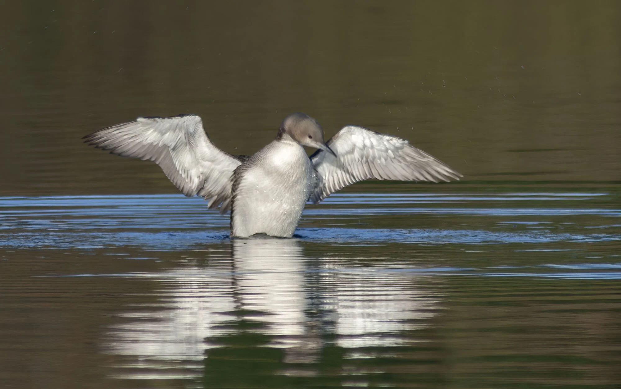 Pacific Diver, Farnham, N Yorkshire, February 2007