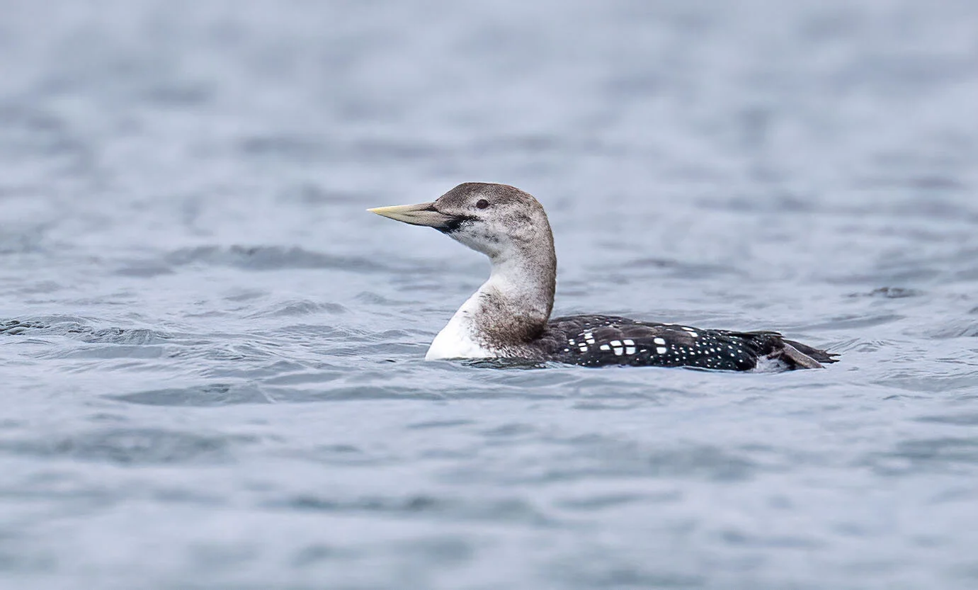 White-billed Diver, St Margarets at Hope, Orkney, April 2017
