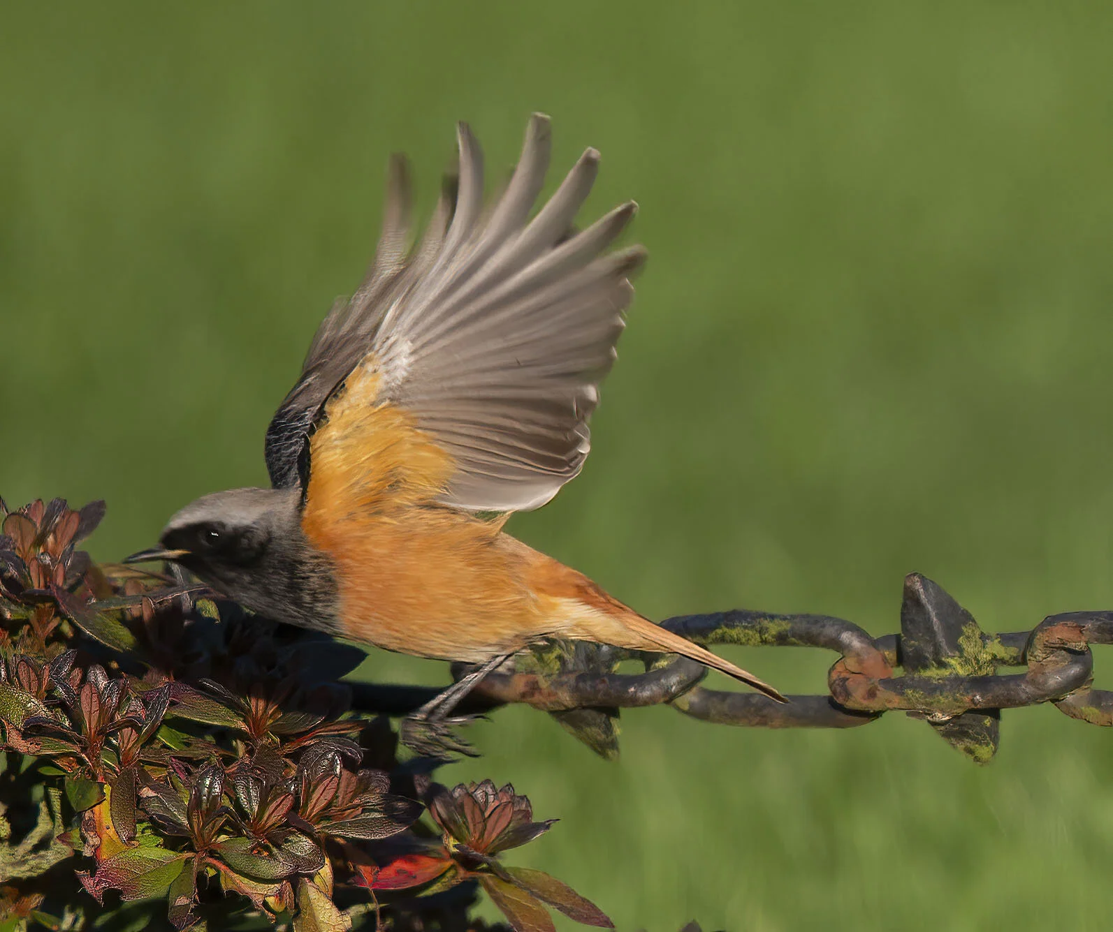 Eastern Black Redstart, Scalby, N Yorks, December 2014