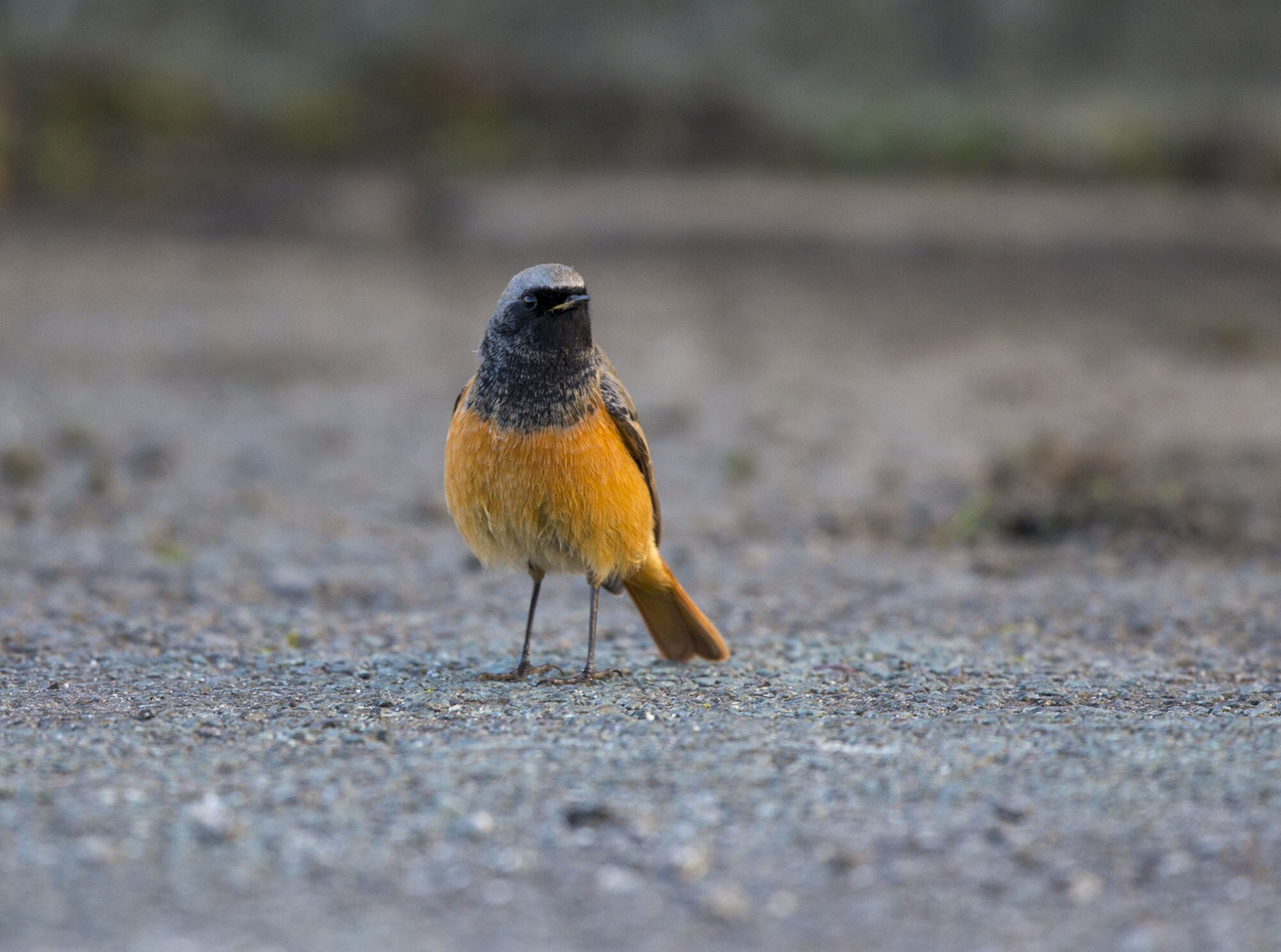 Eastern Black Redstart, Scalby, N Yorks, December 2014