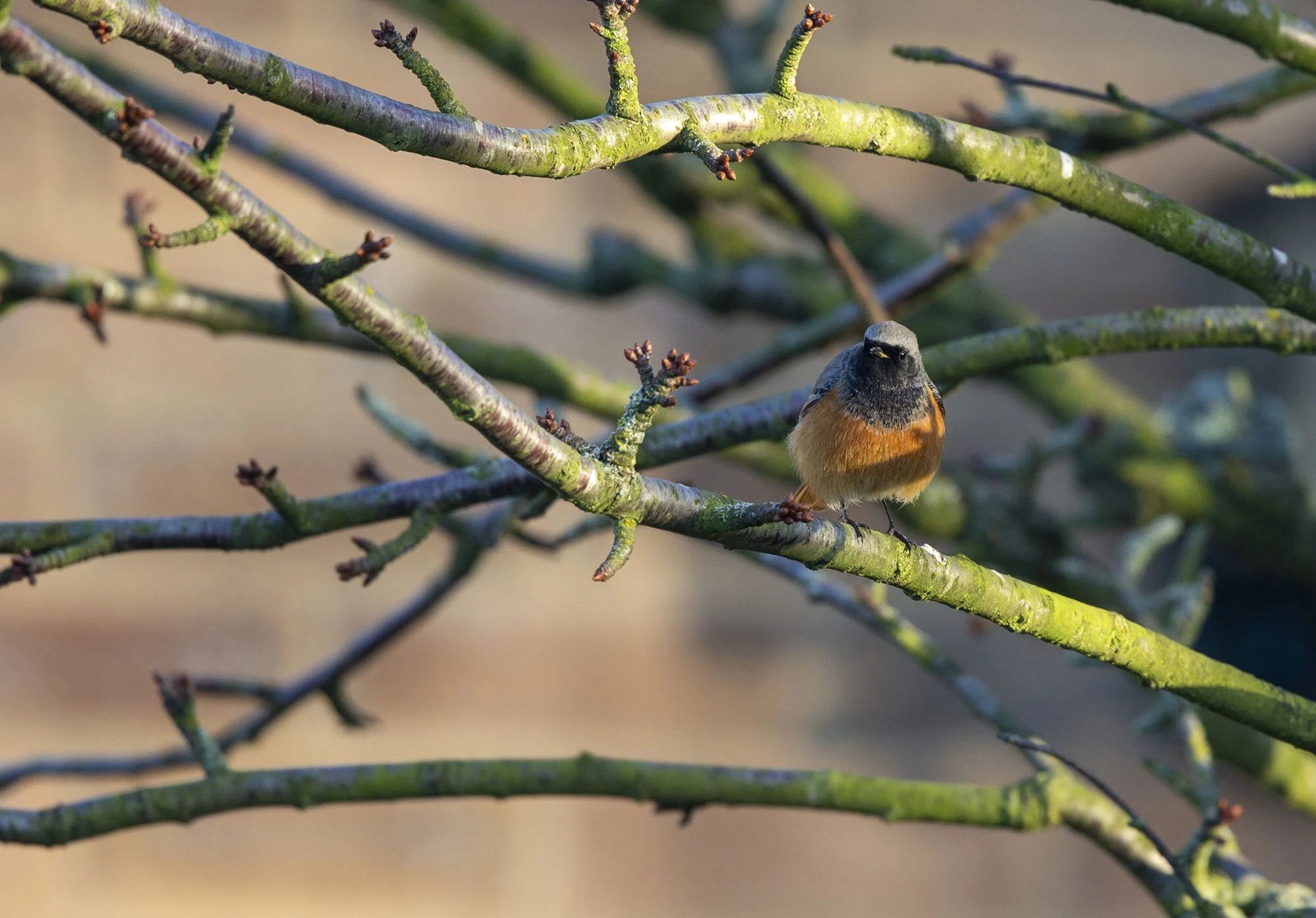 Eastern Black Redstart, Scalby, N Yorks, December 2014
