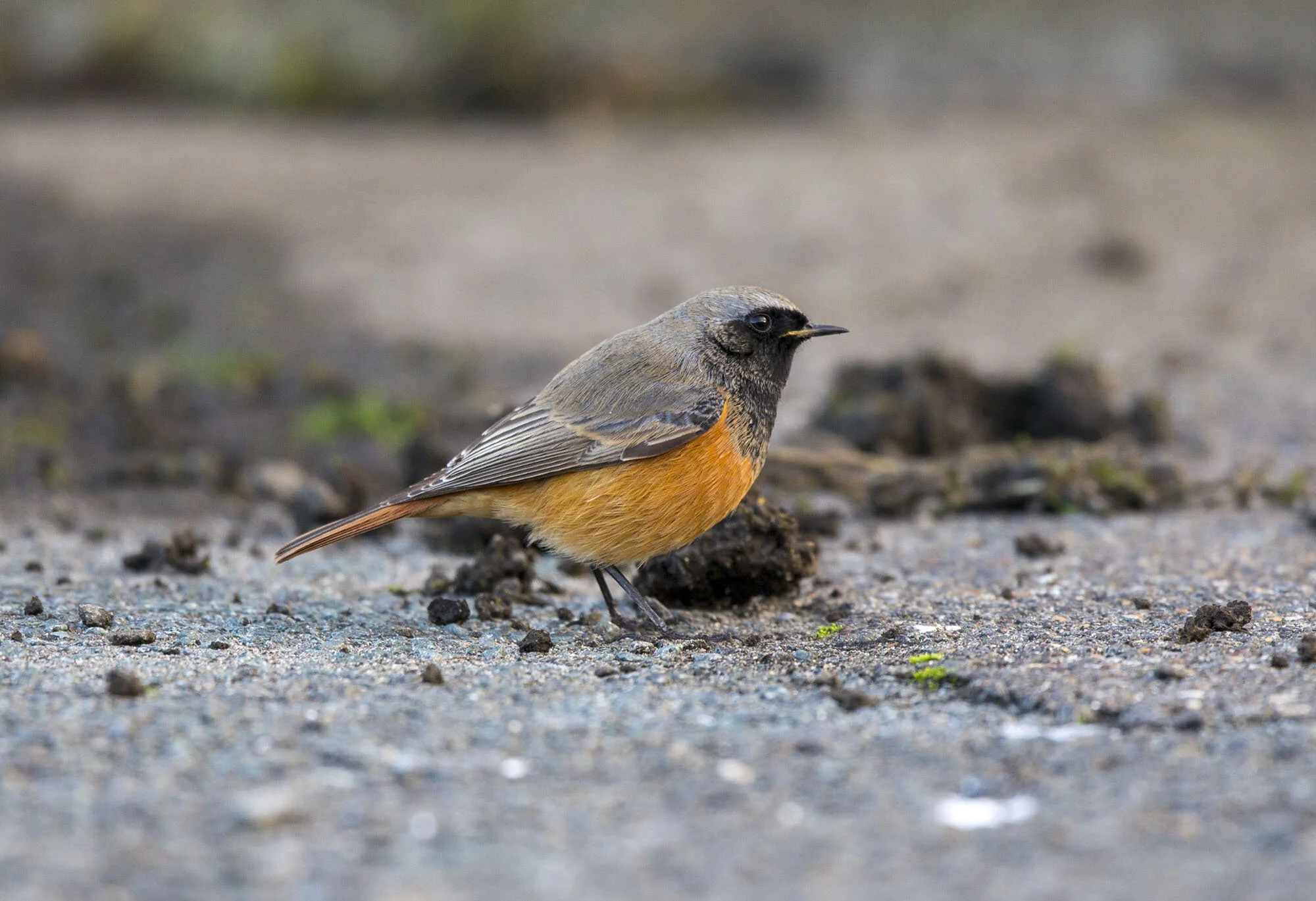 Eastern Black Redstart, Scalby, N Yorks, December 2014