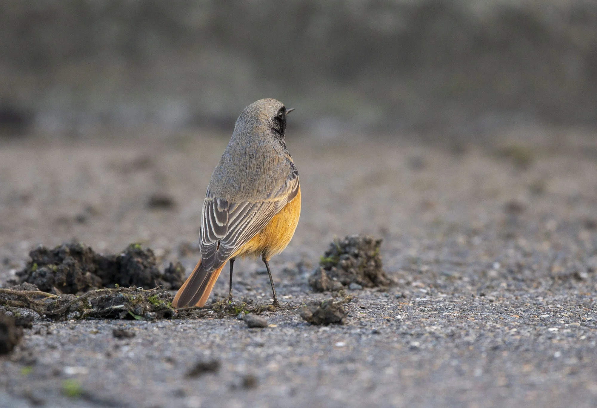 Eastern Black Redstart, Scalby, N Yorks, December 2014