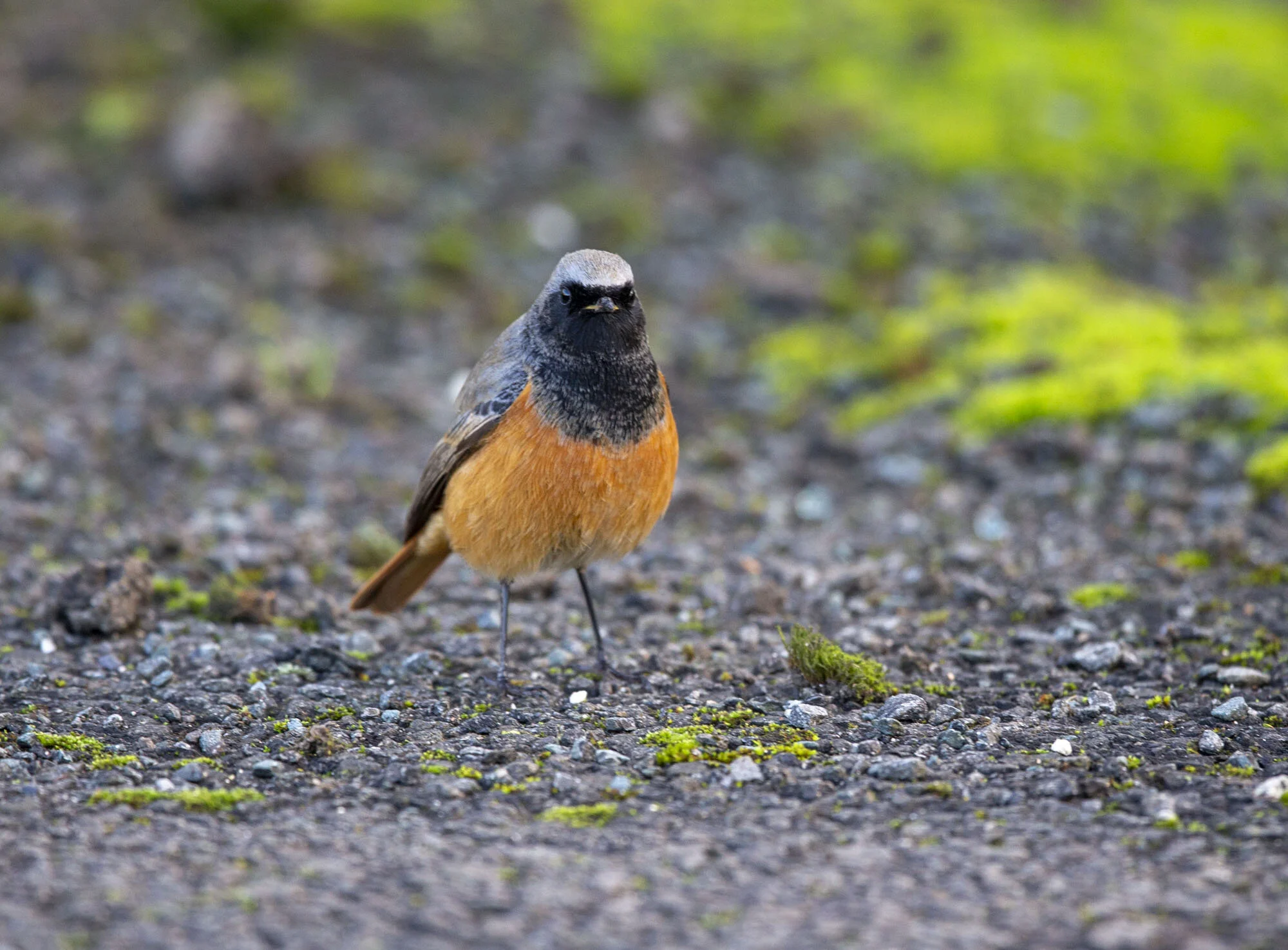 Eastern Black Redstart, Scalby, N Yorks, December 2014