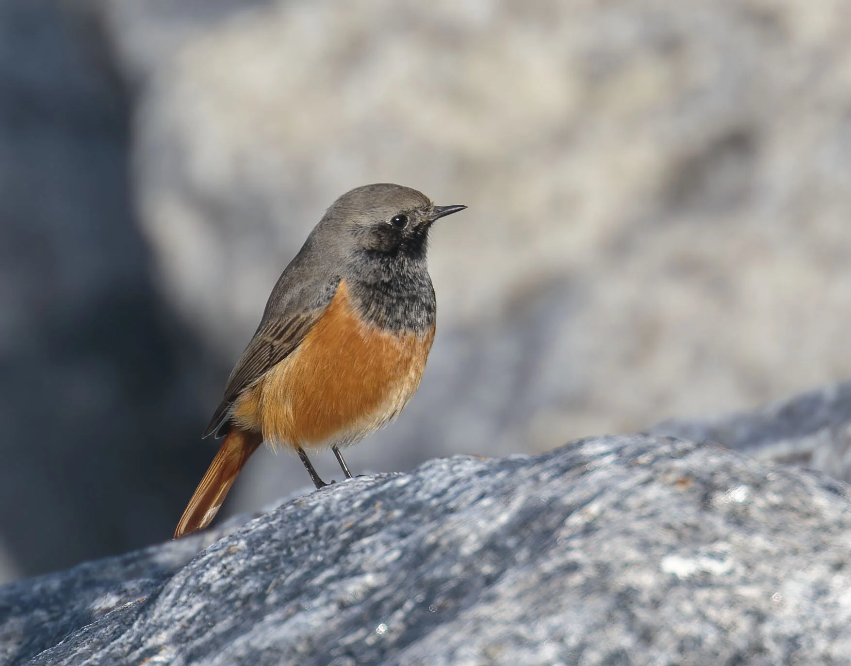Eastern Black Redstart, Skinningrove, Cleveland, October 2016