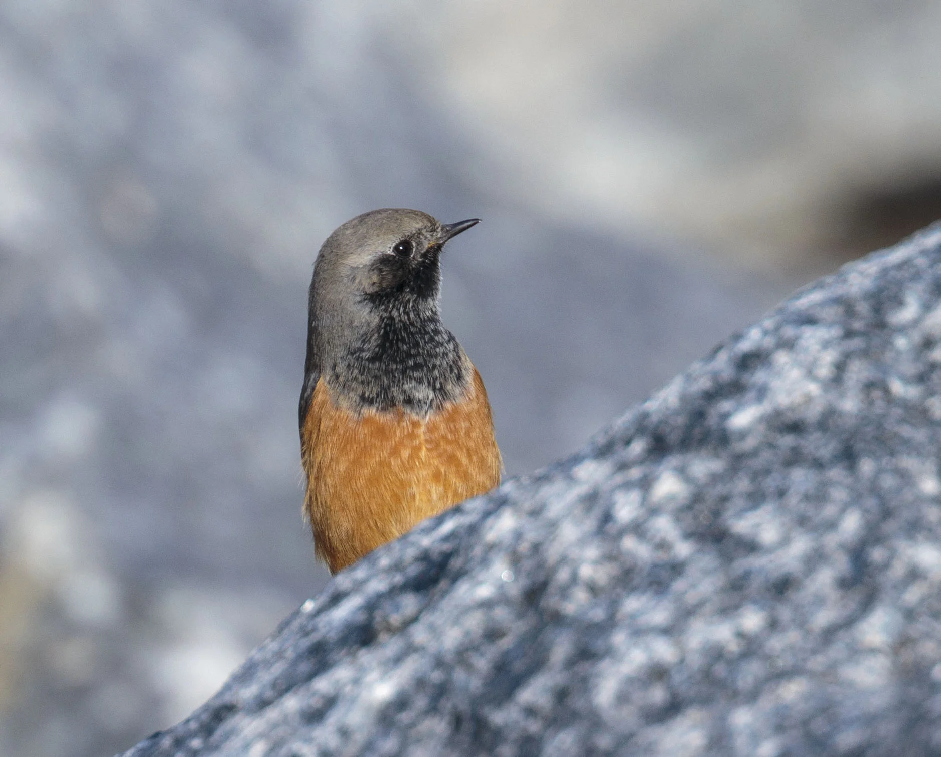 Eastern Black Redstart, Skinningrove, Cleveland, October 2016