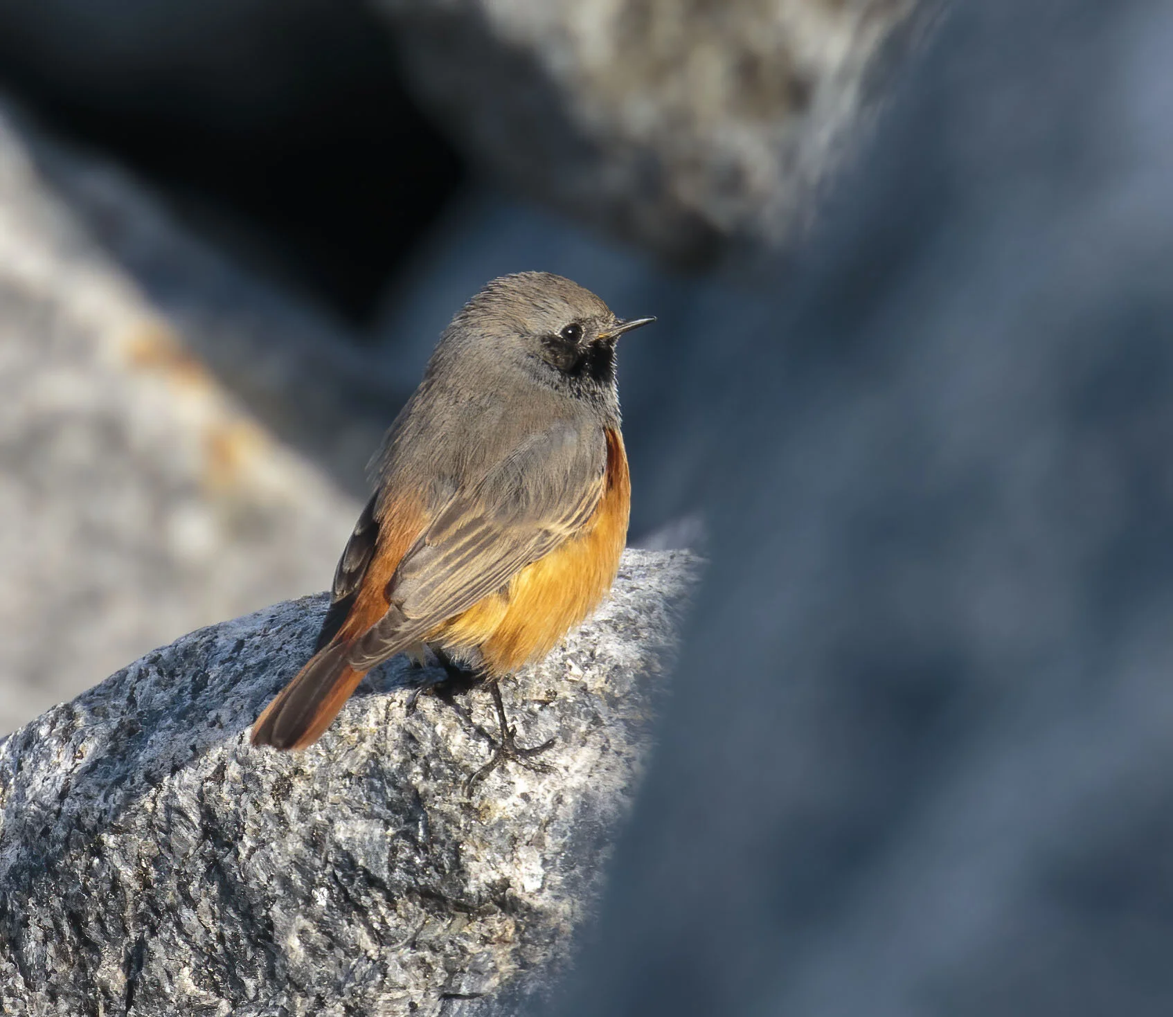 Eastern Black Redstart, Skinningrove, Cleveland, October 2016