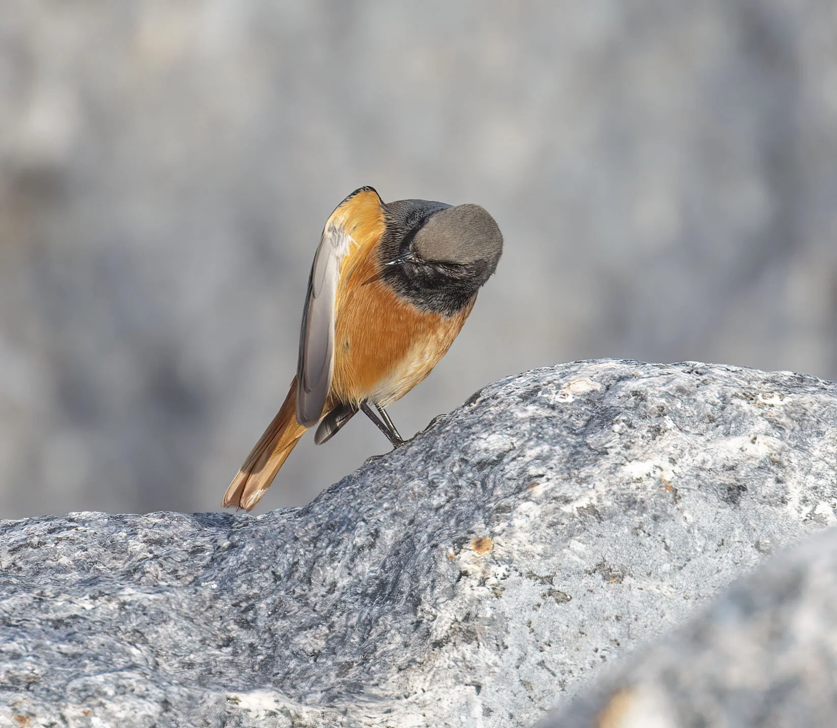 Eastern Black Redstart, Skinningrove, Cleveland, October 2016
