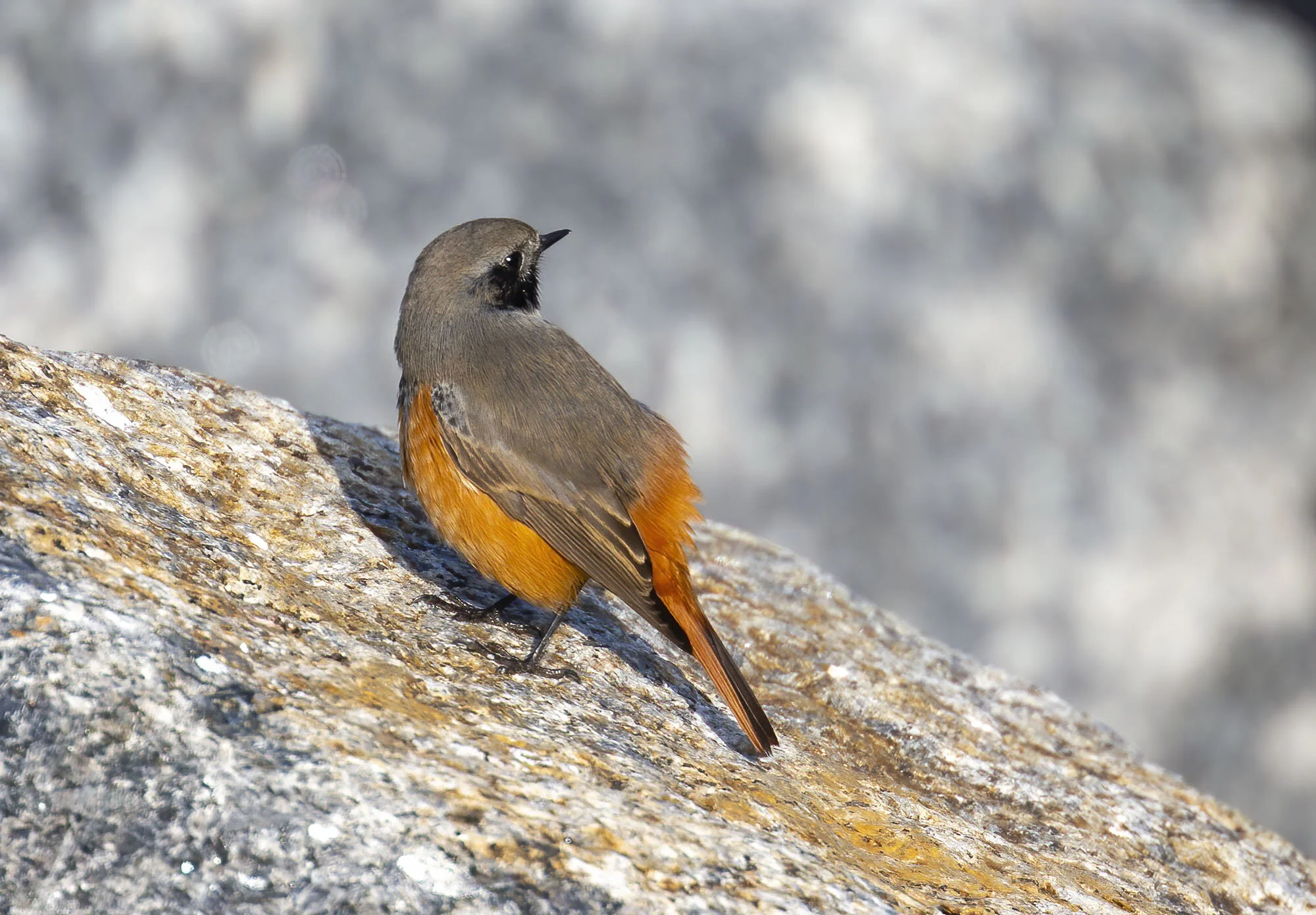 Eastern Black Redstart, Skinningrove, Cleveland, October 2016