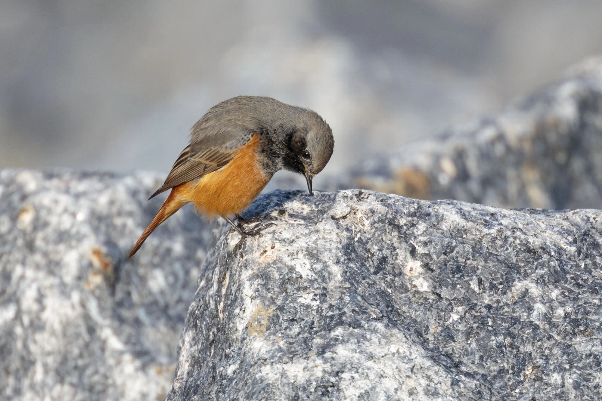 Eastern Black Redstart, Skinningrove, Cleveland, October 2016
