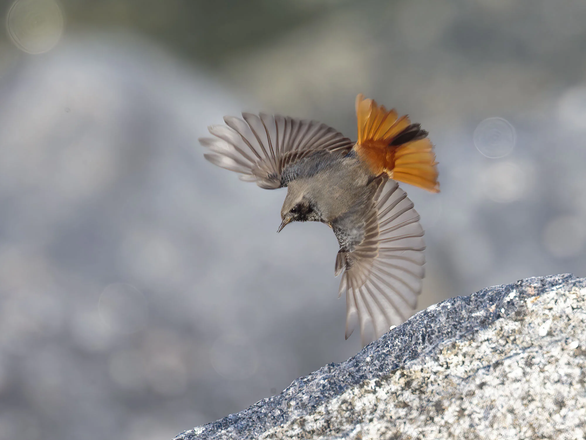 Eastern Black Redstart, Skinningrove, Cleveland, October 2016