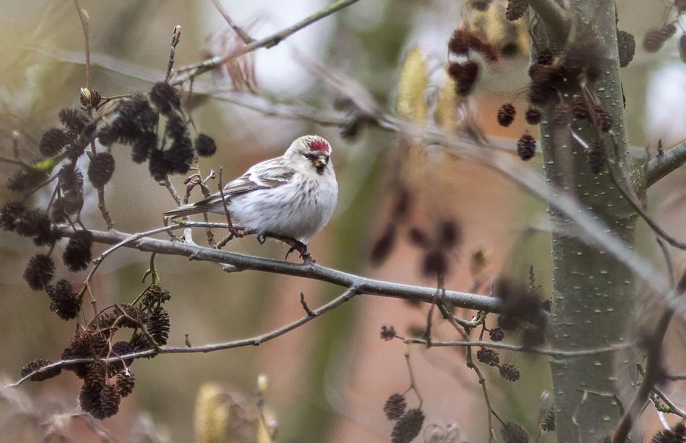 Coues’s Arctic Redpoll, Barton-on-Humber, March 2006