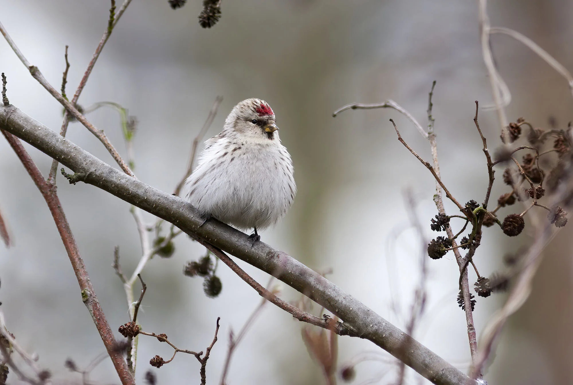 Coues’s Arctic Redpoll, Barton-on-Humber, March 2006