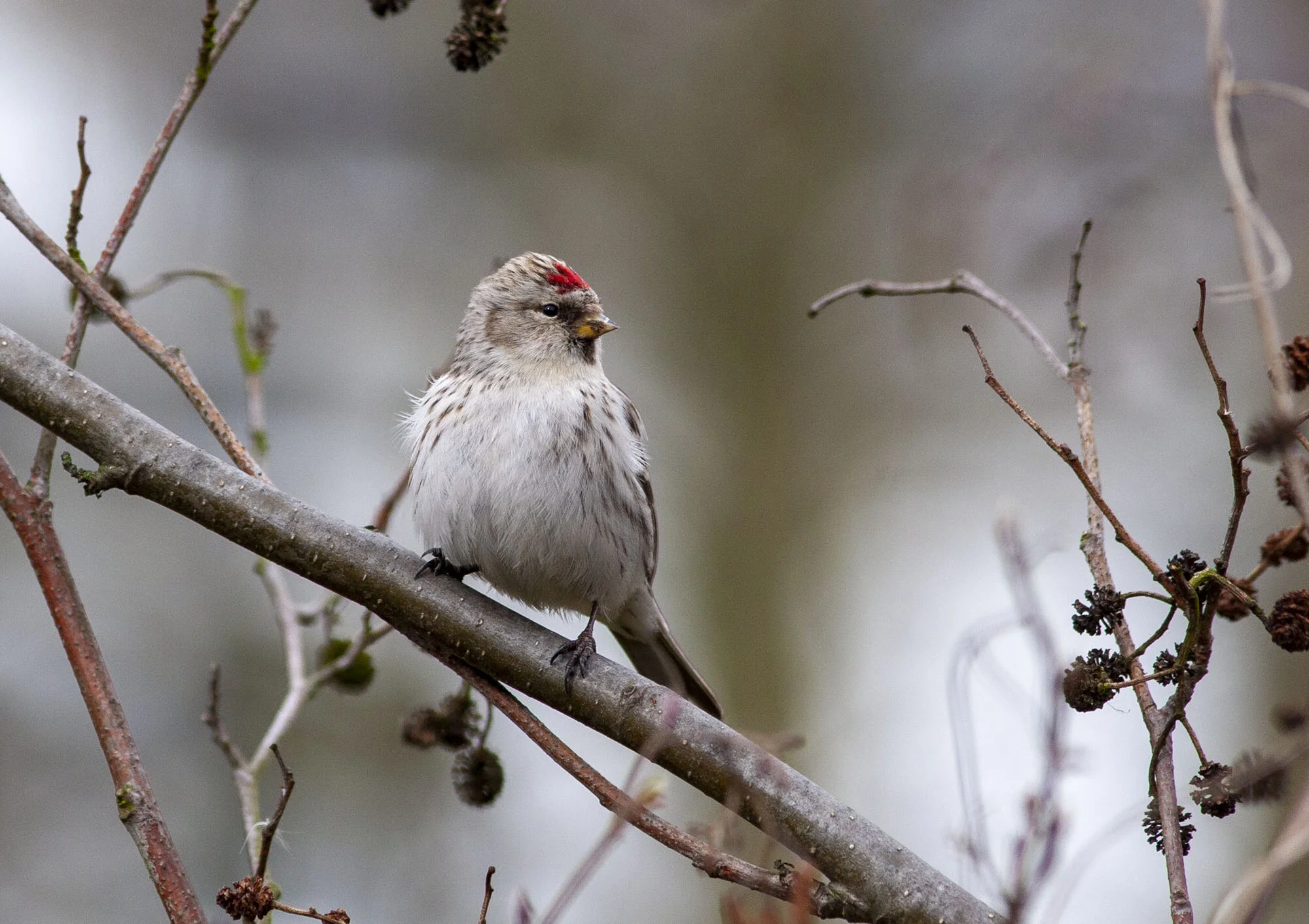 Coues’s Arctic Redpoll, Barton-on-Humber, March 2006
