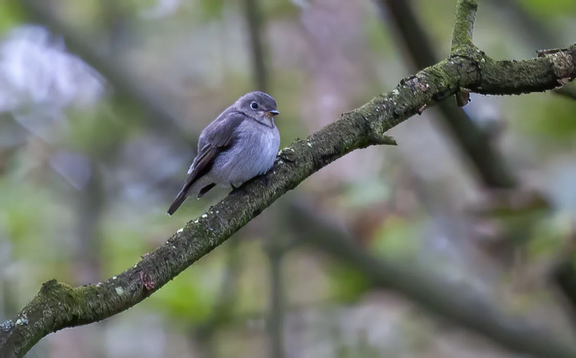 Brown Flycatcher, Flamborough, October 2007