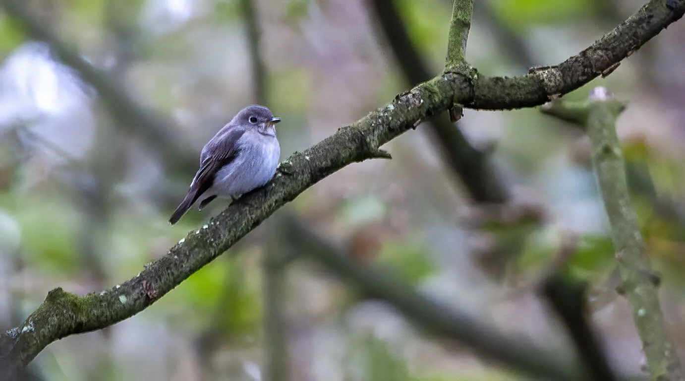 Brown Flycatcher, Flamborough, October 2007
