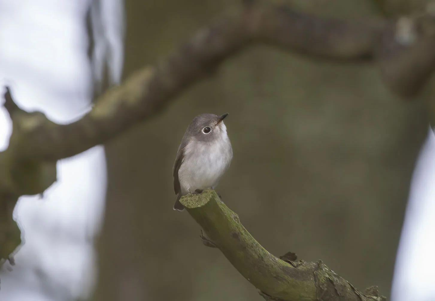 Brown Flycatcher, Flamborough, October 2007