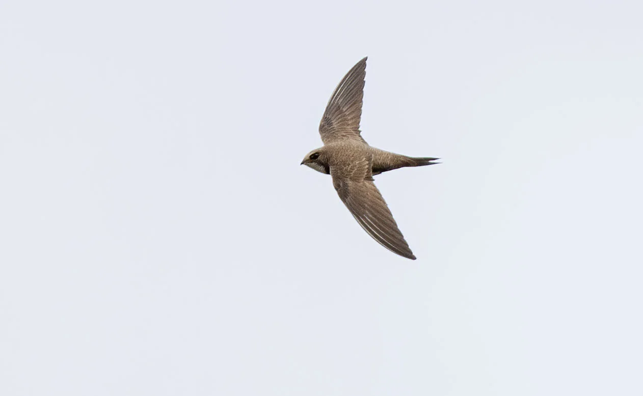 Alpine Swift  Tachymarptis melba Barton-on-Humber, May 2009 