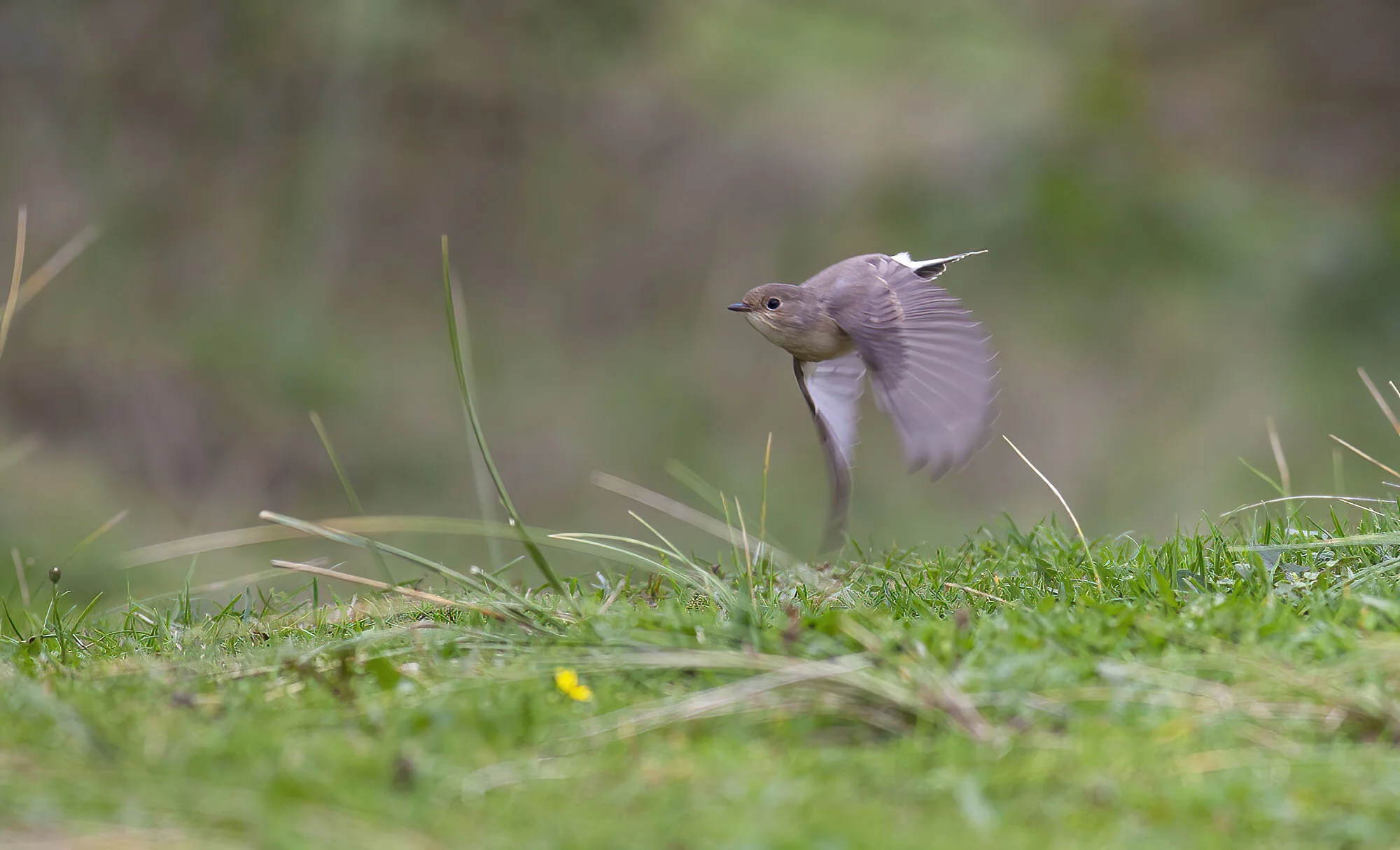 R B Fly Donna Sept 2010 (2).jpg