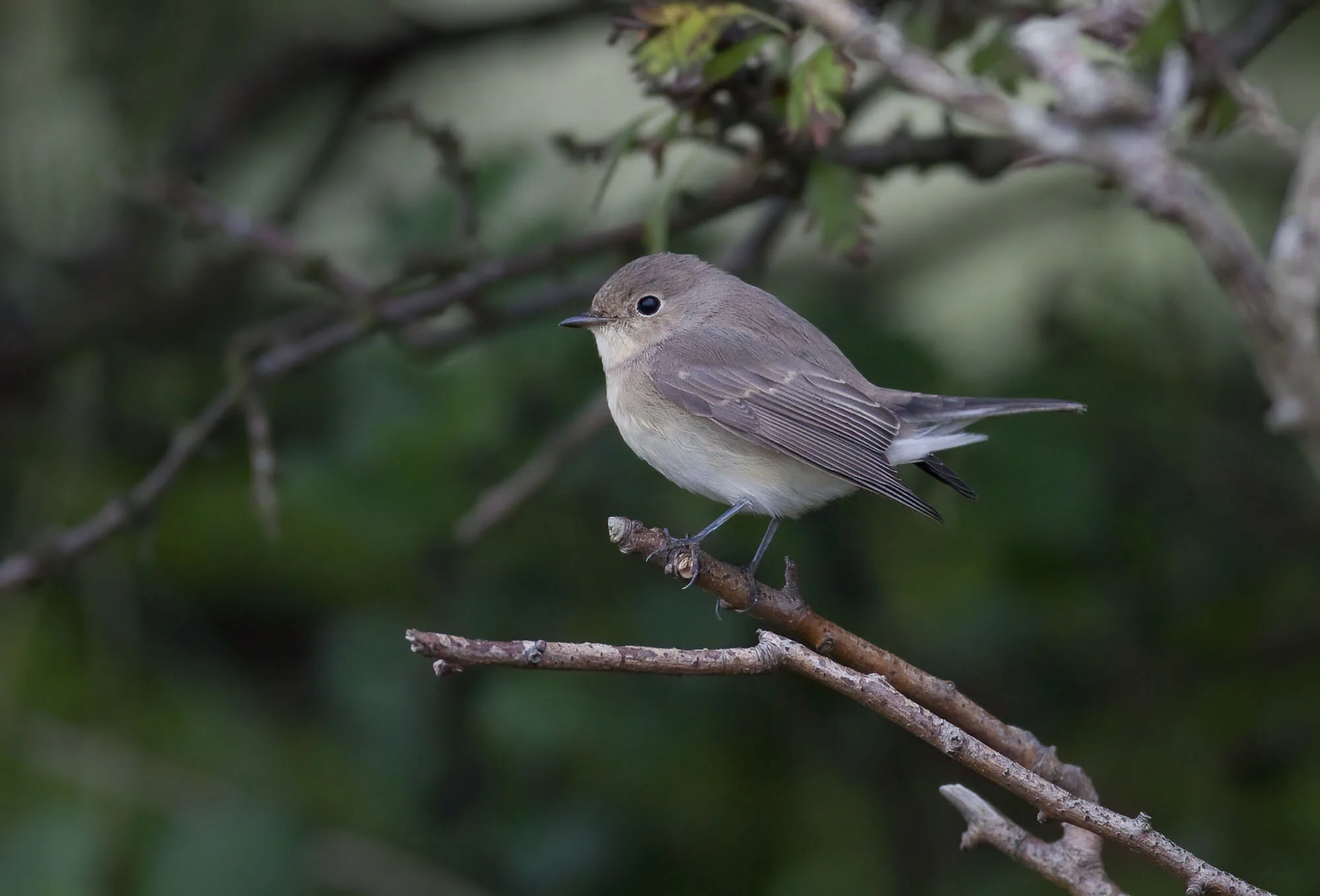 Red-breasted Flycatcher Donna Nook September 2010