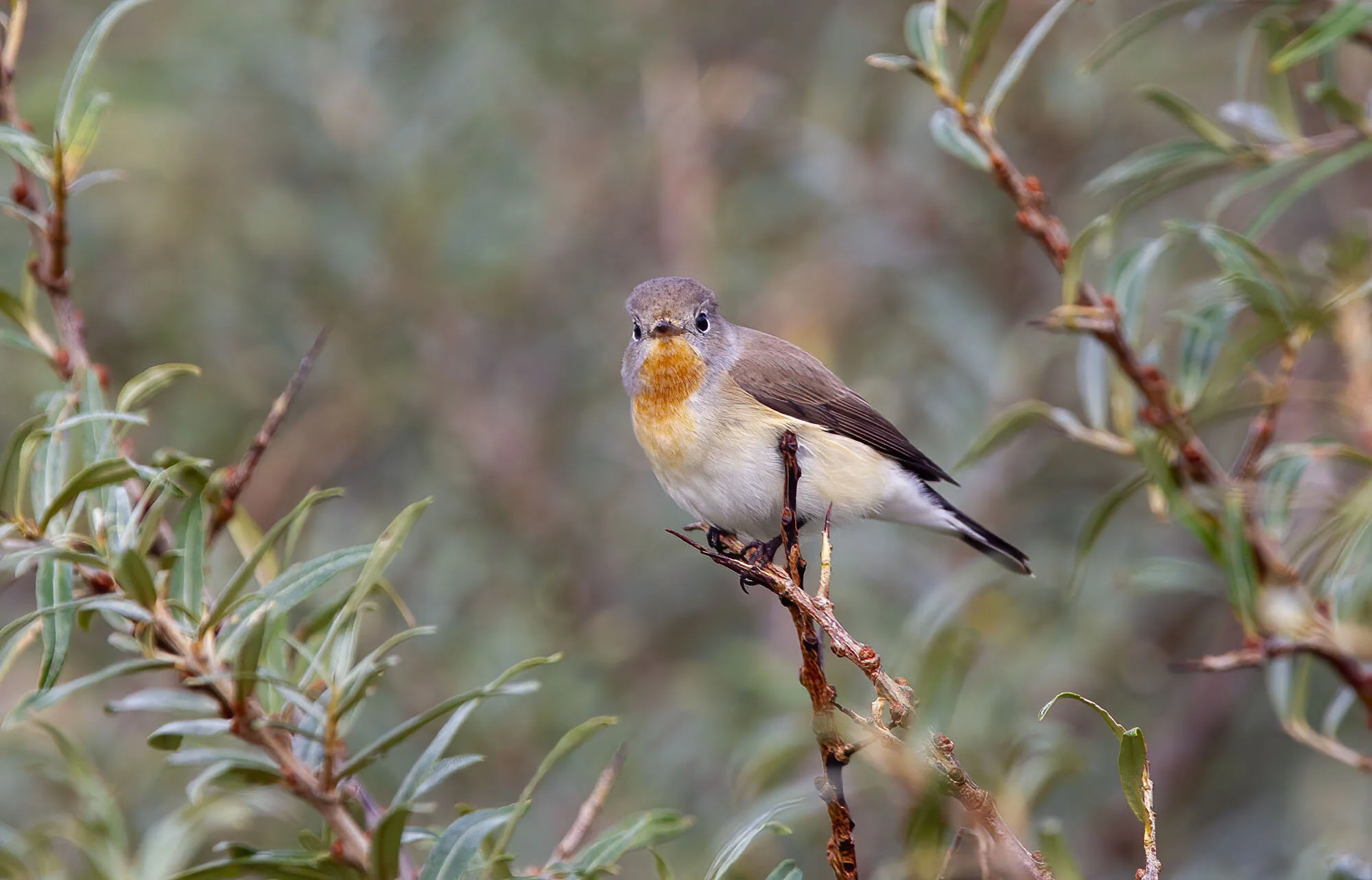 Red-breasted Flycatcher Donna Nook October 2010
