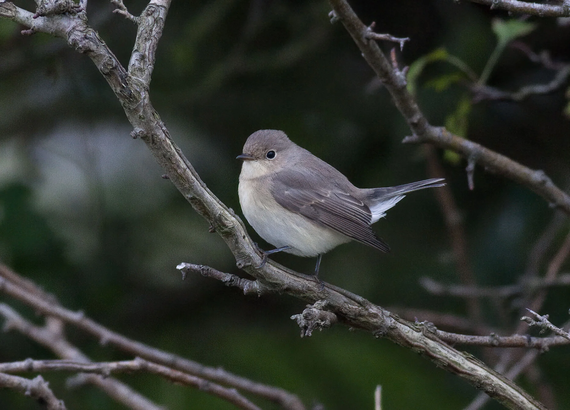 Red-breasted Flycatcher Donna Nook September 2010