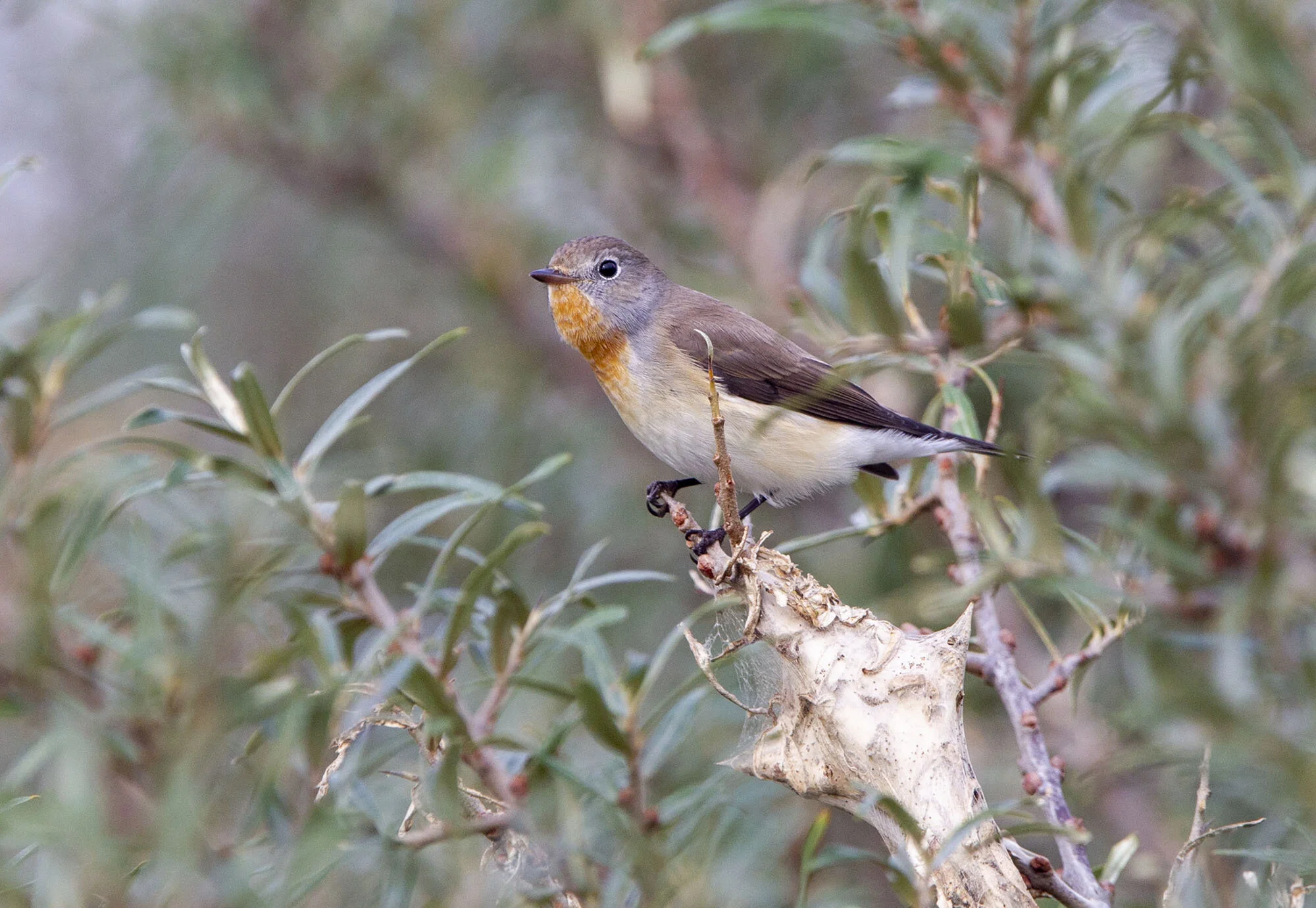 Red-breasted Flycatcher Donna Nook October 2010