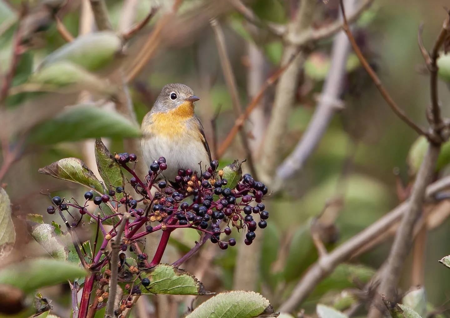 Red-breasted Flycatcher Kilnsea September 2009
