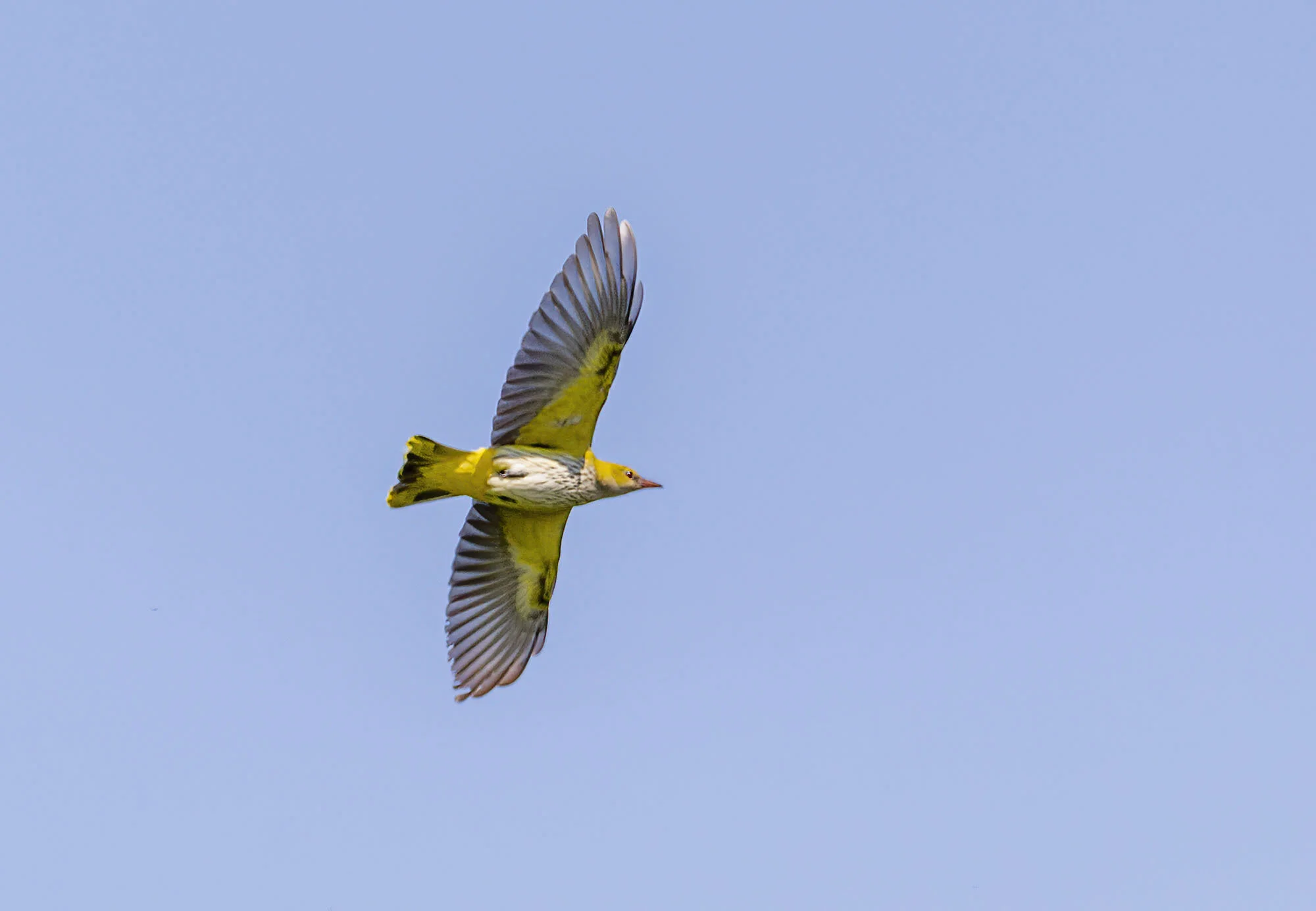 Golden Oriole Saltfleet May 2012
